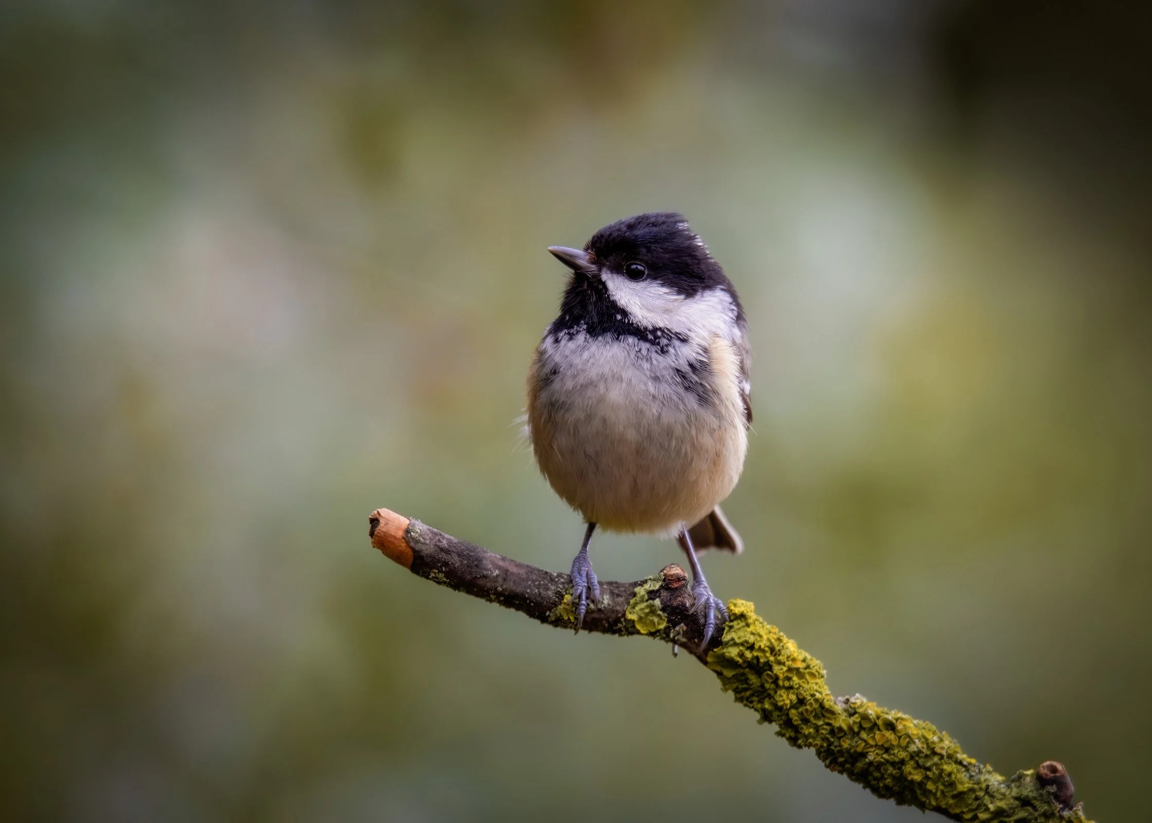 Coal Tit