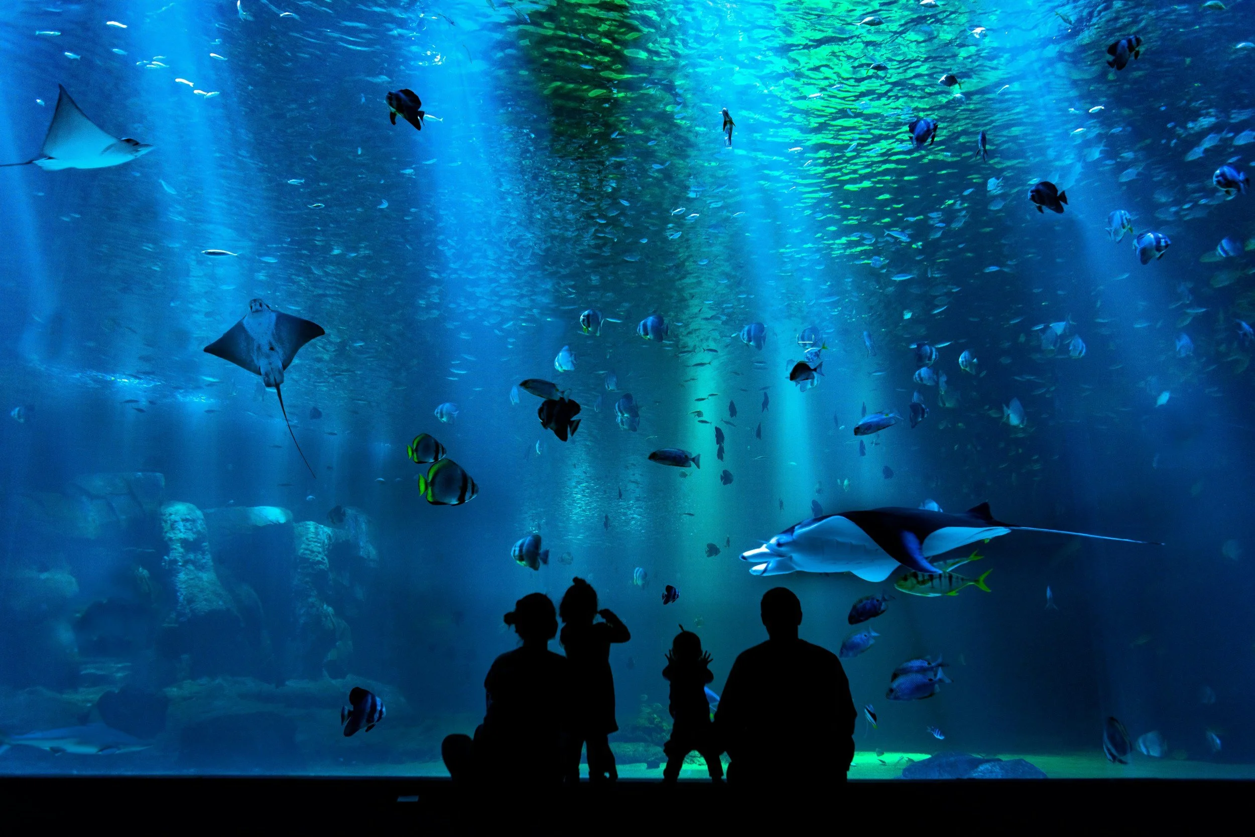 Besøg Den Blå Planet med børn og oplev Danmarks største akvarium. Explore Den Blå Planet with kids — sharks, rays, aquarium tunnels and one of Copenhagen’s best family experiences.