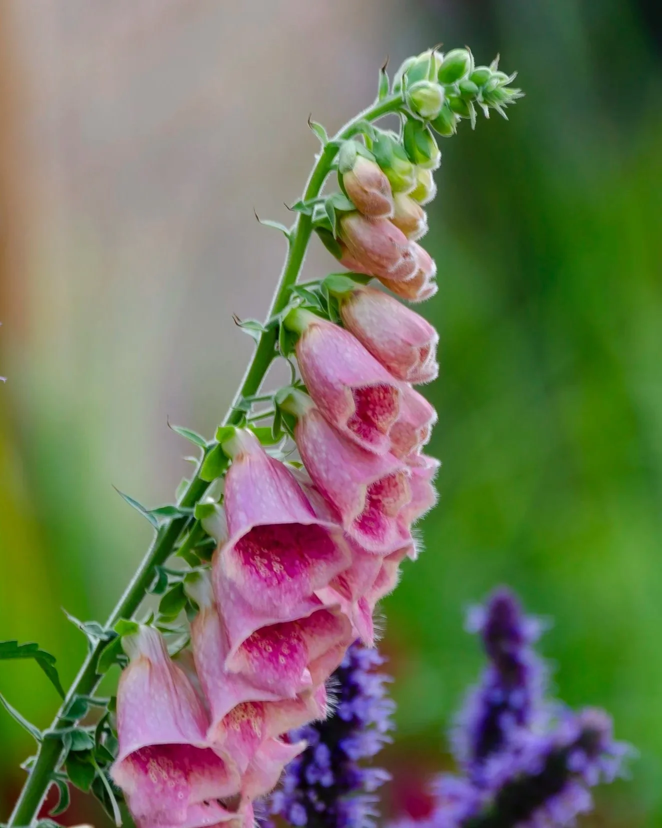 Foxglove.jpg