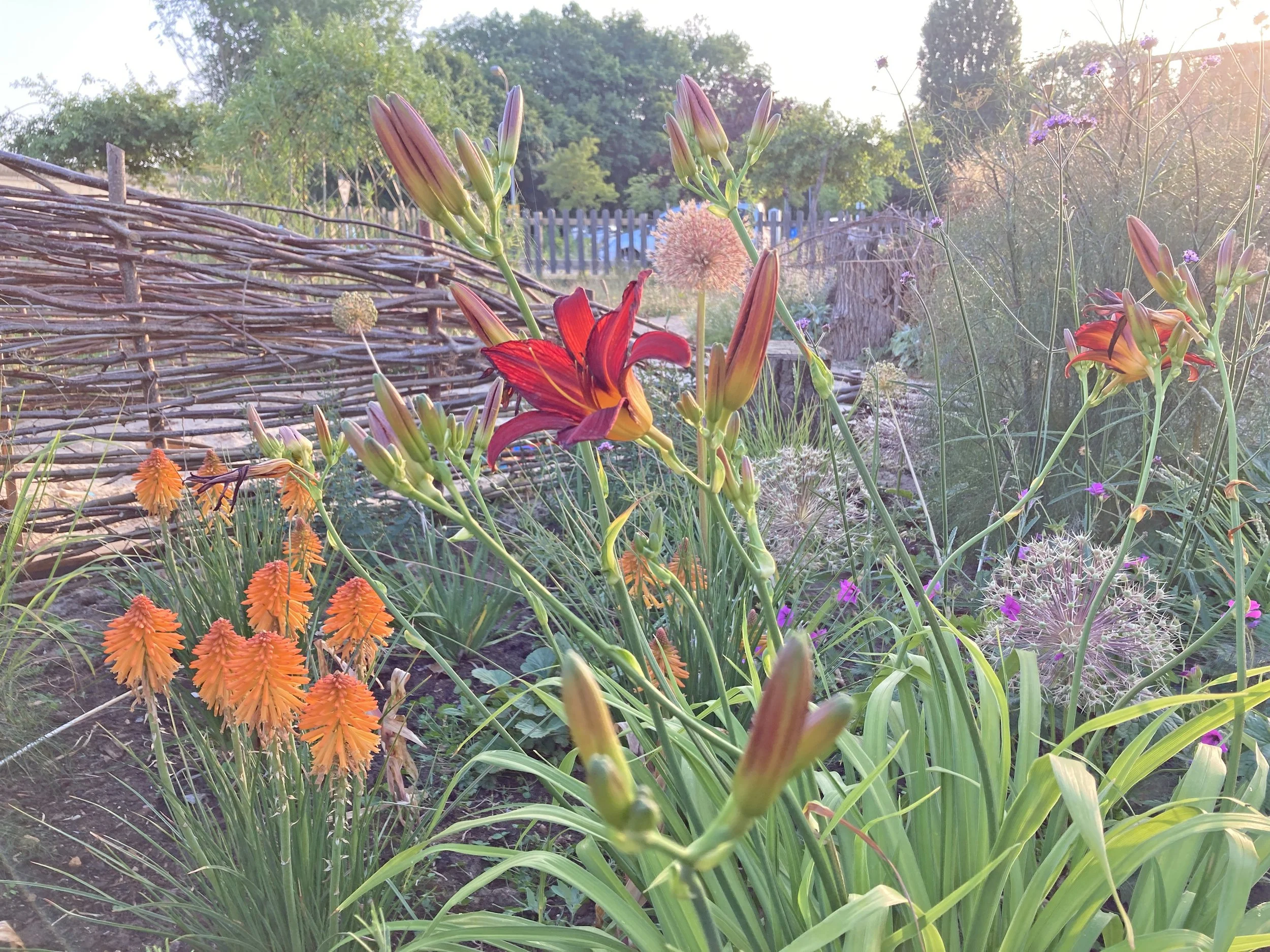 Visitor centre day lily.JPG