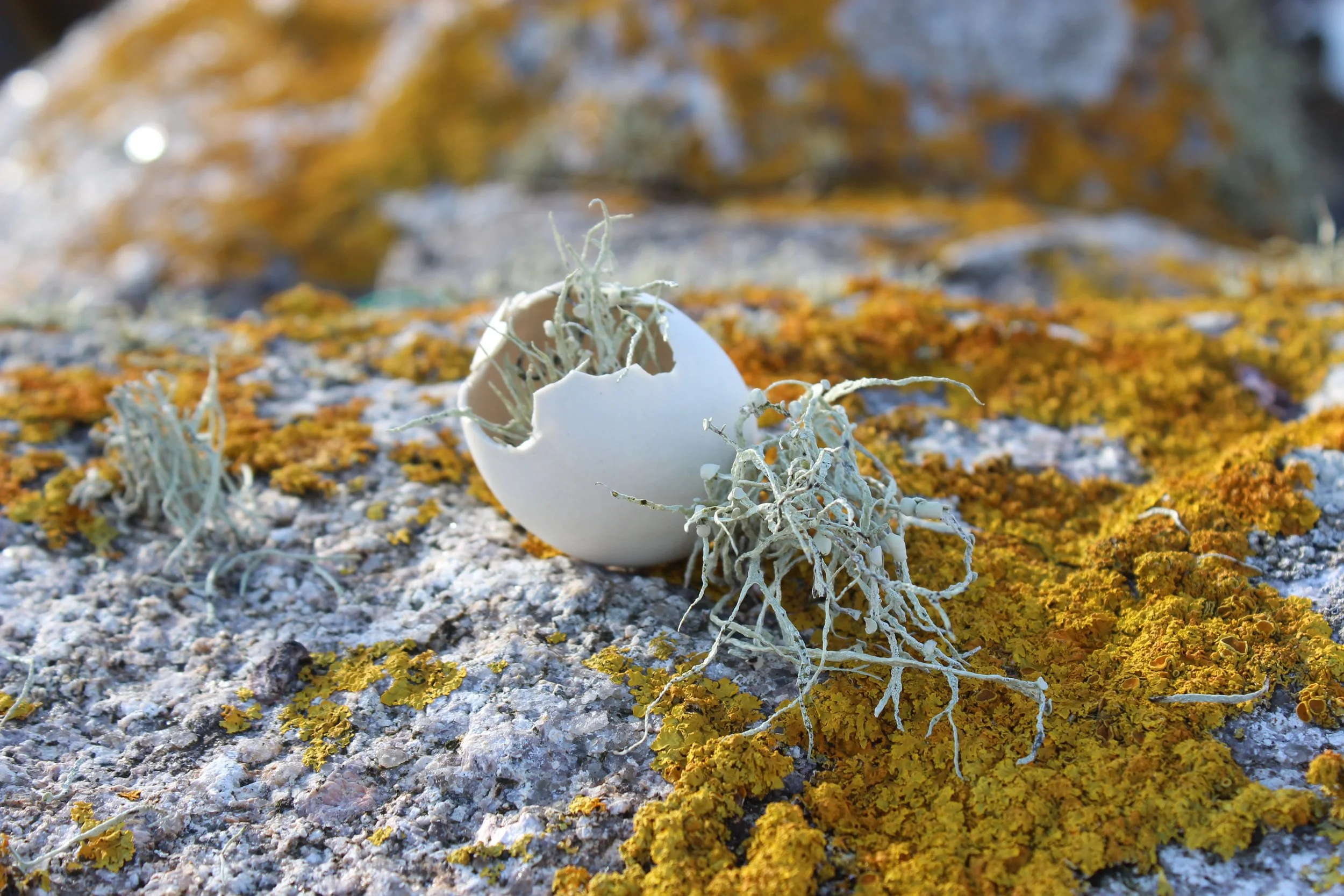 Sail In An Eggshell  2025