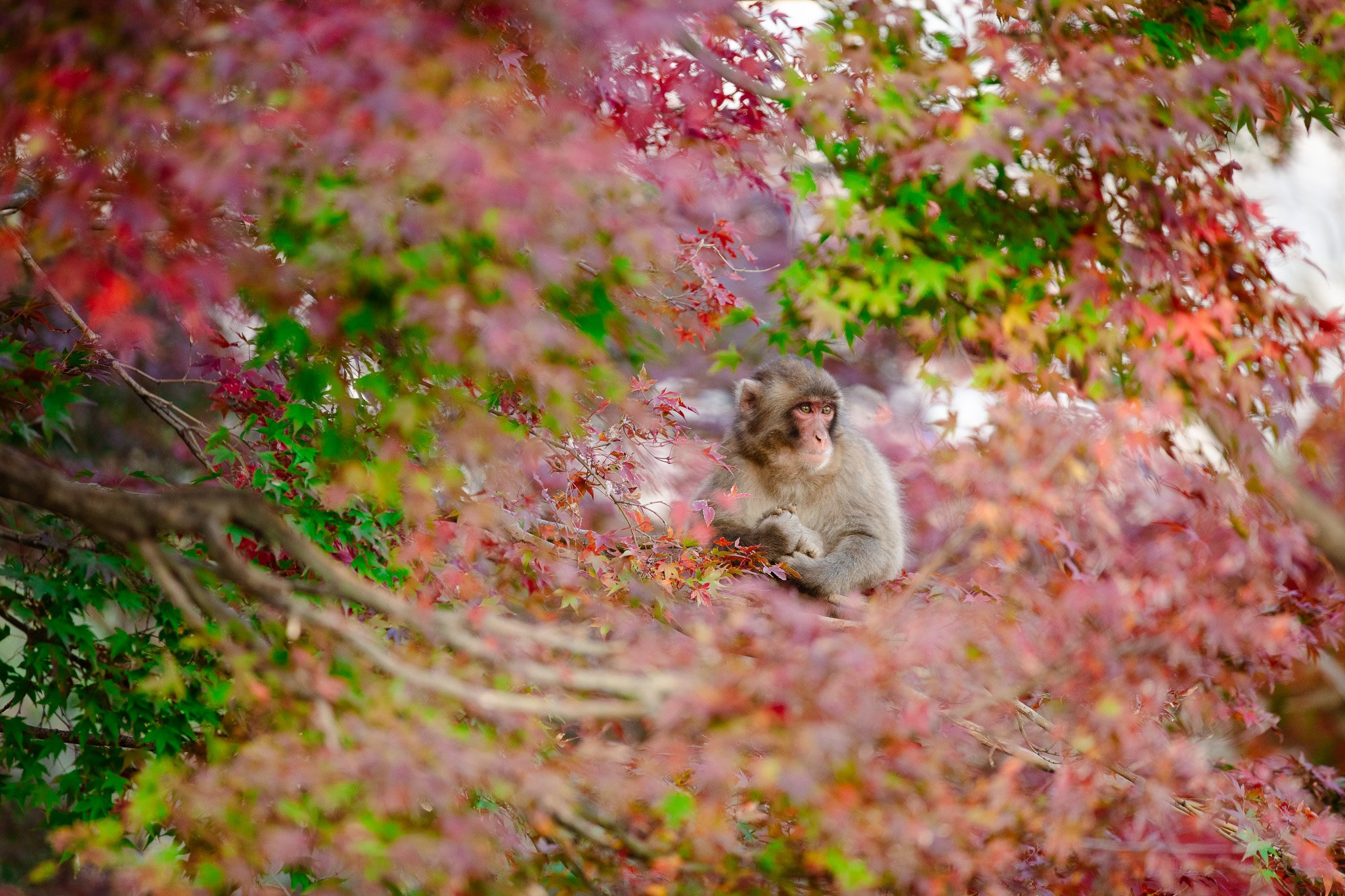 A young monkey sitting on a tree branch amid red and pink autumn leaves, looking off into the distance.