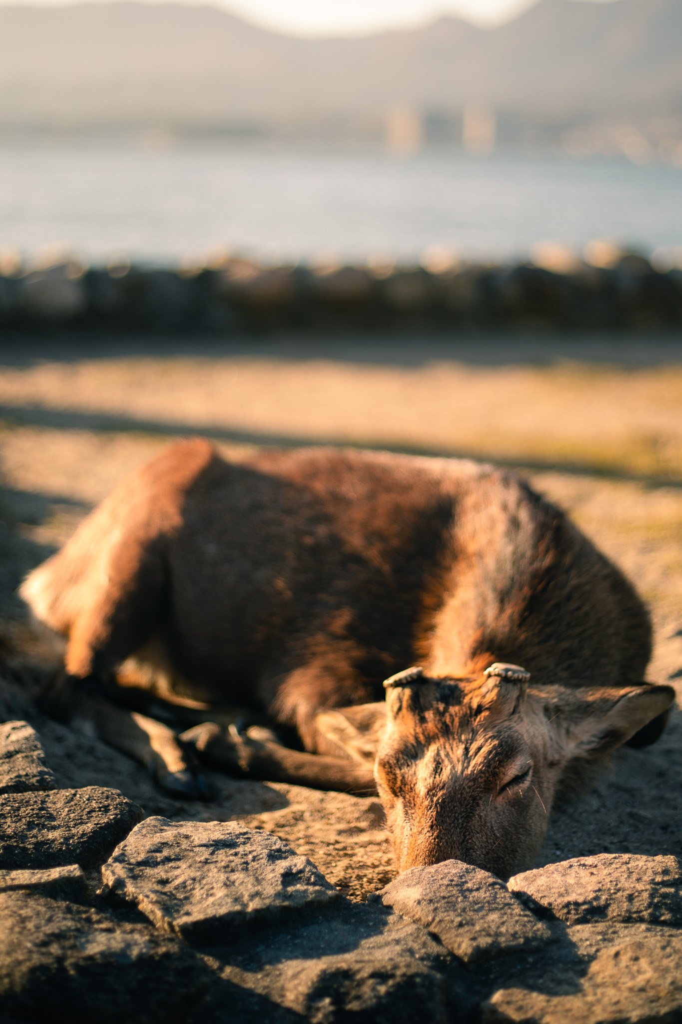 A dog lying on a rocky beach at sunset with the ocean and distant shoreline in the background.