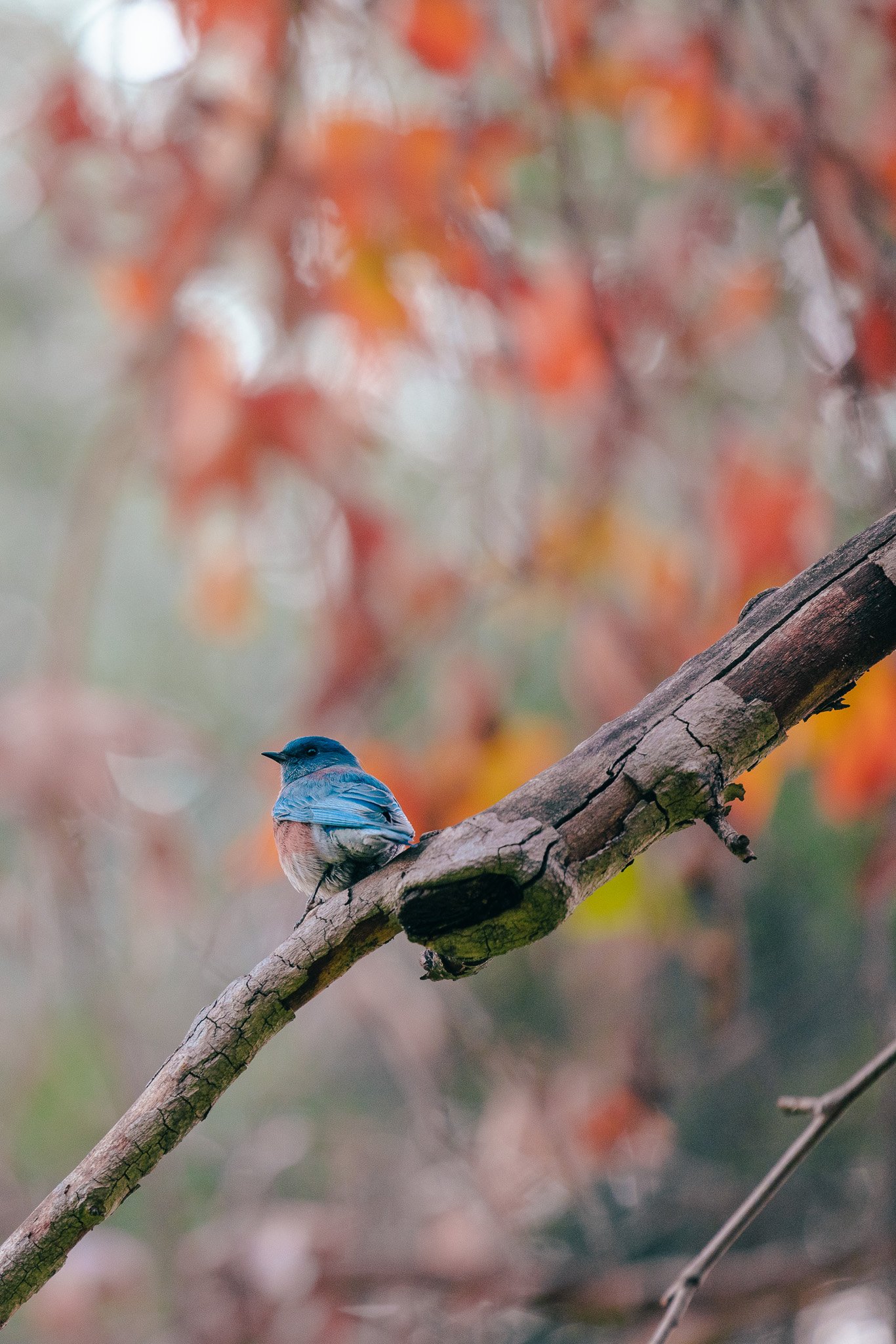 A small blue and orange bird perched on a weathered tree branch with autumn leaves in the blurred background.