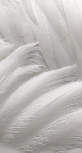 House of Albemarle, feather background image