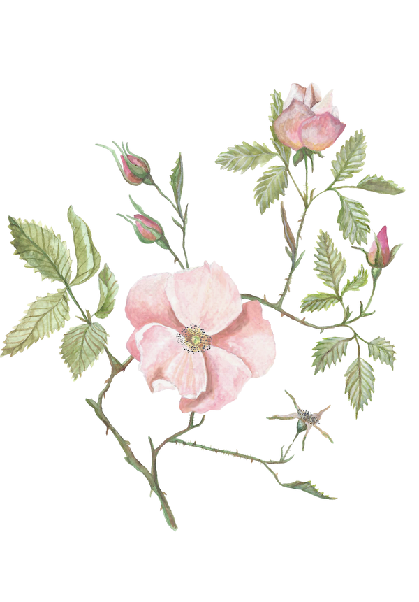 Watercolour illustration of a pink wild rose with green leaves and several small flower buds on a clean white background