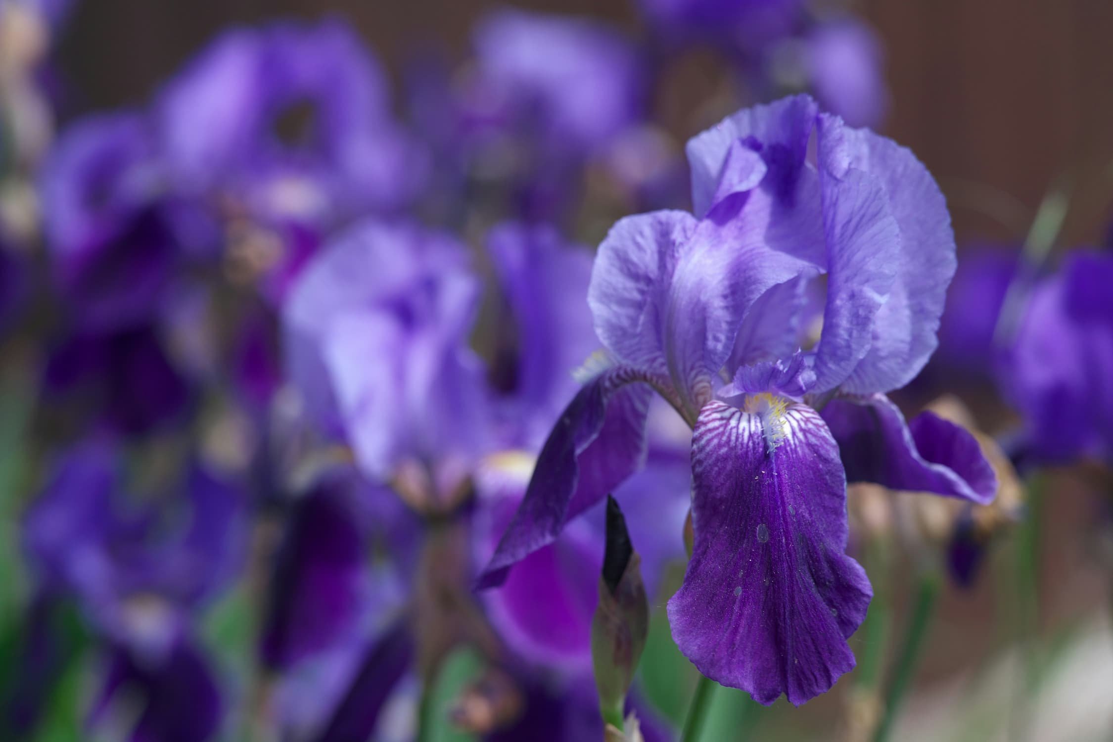 May blog post ideas: garden, Spring &amp; floral refreshes