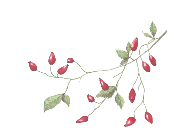 Detailed watercolour illustration of a green leafy branch with several bright red rosehips on a plain white background