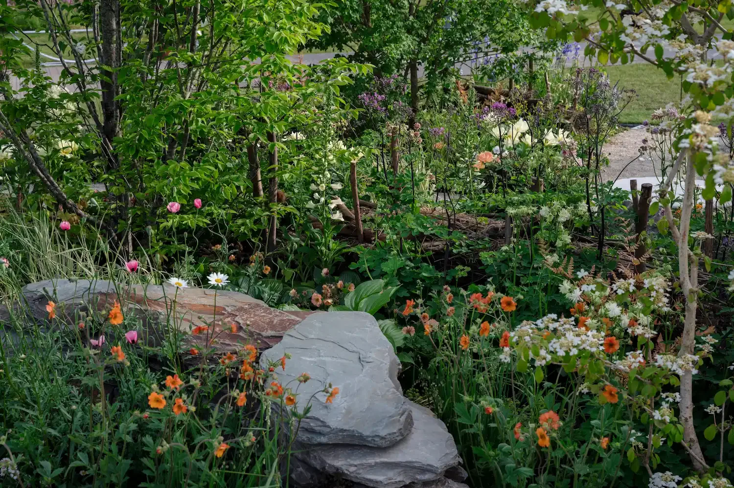 Vibrant urban show garden display featuring a natural slate stone feature surrounded by orange geums and white daisies