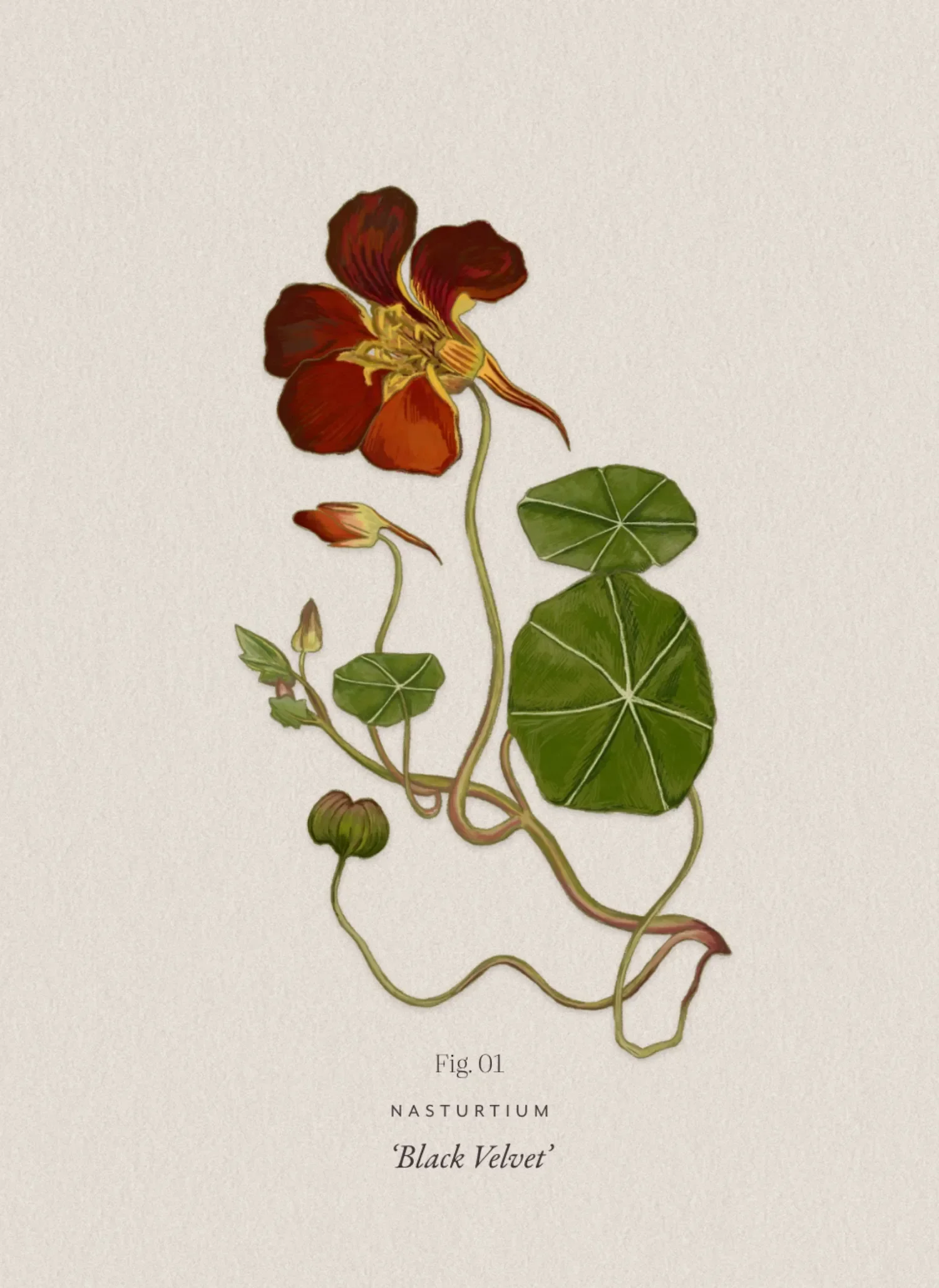 Vintage style botanical illustration of a dark red Black Velvet nasturtium flower with winding green stems and leaves