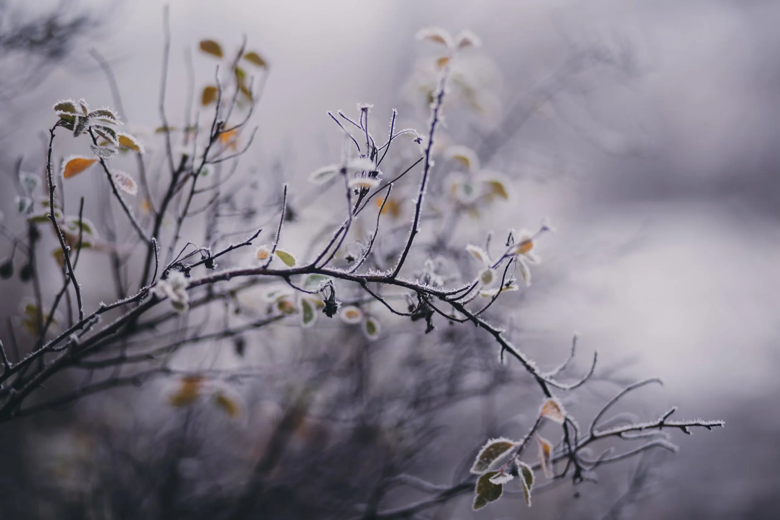 Frosty winter branches with small leaves and delicate ice crystals against a soft focused purple and grey background
