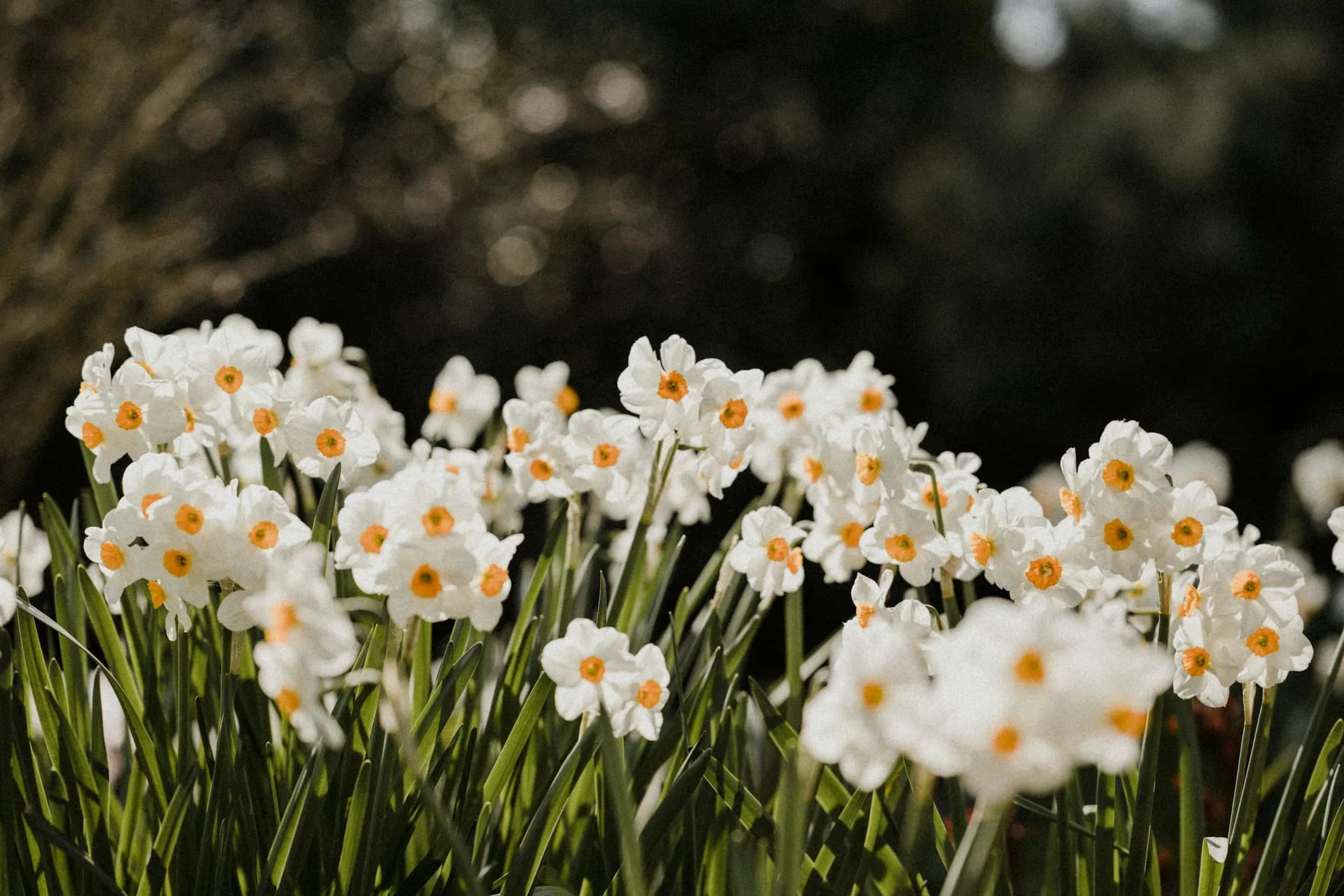 Close up of white daffodils with orange centres blooming in a garden with green stems and a dark background in sunlight