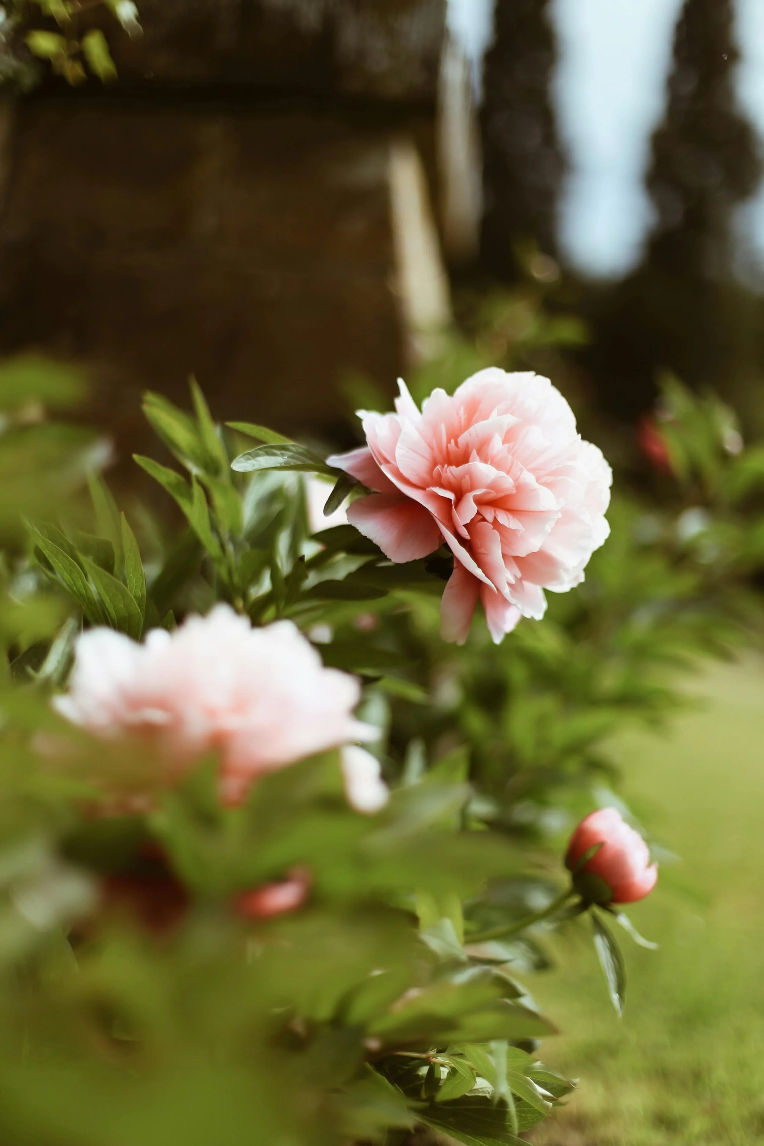 Close-up of a pink peony flower in full bloom in a garden with veined green leaves with two other pink flowers out of focus