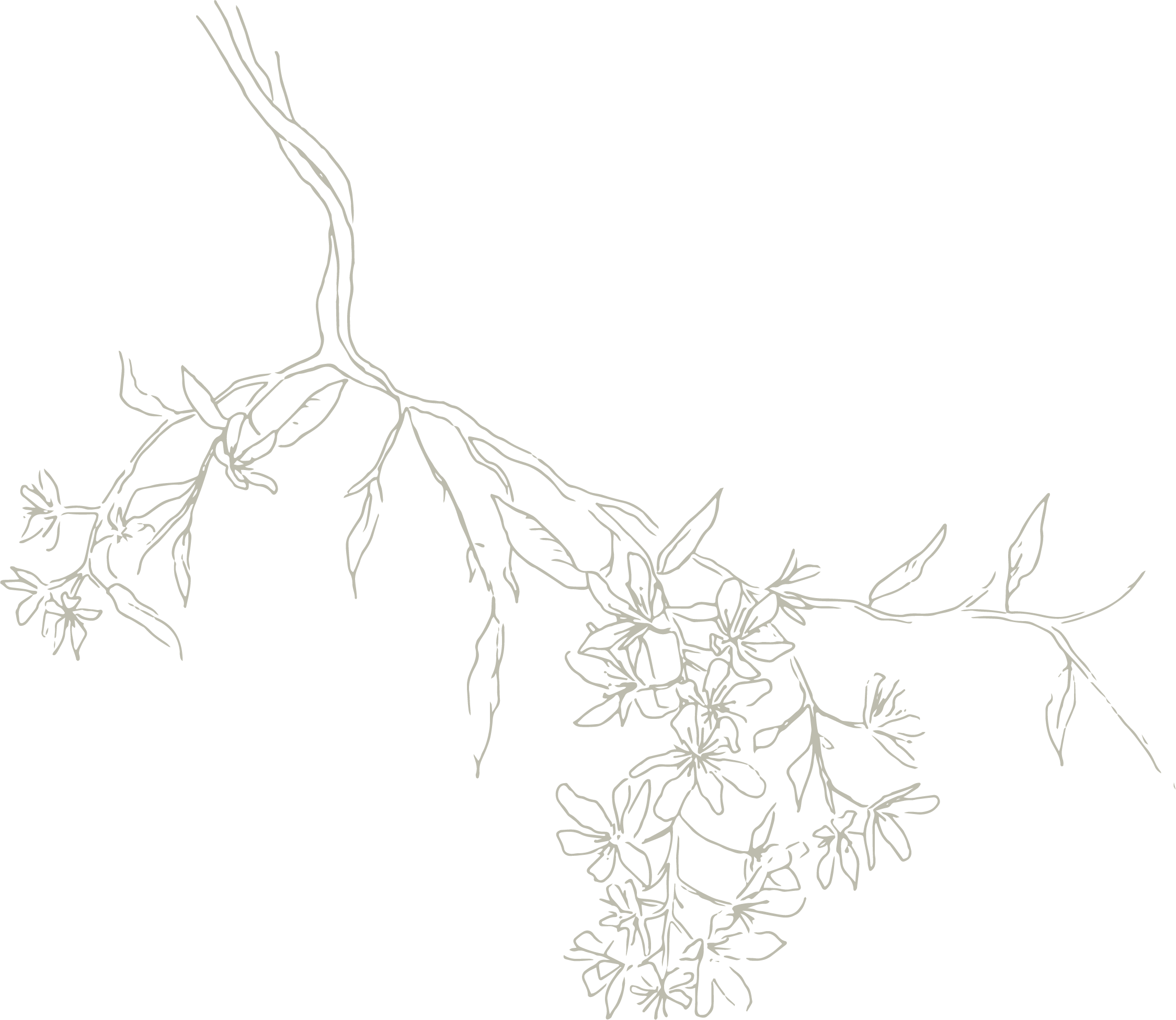 Delicate line drawing of a blossoming amelanchier tree branch featuring clusters of fine stellar flowers on a black backdrop