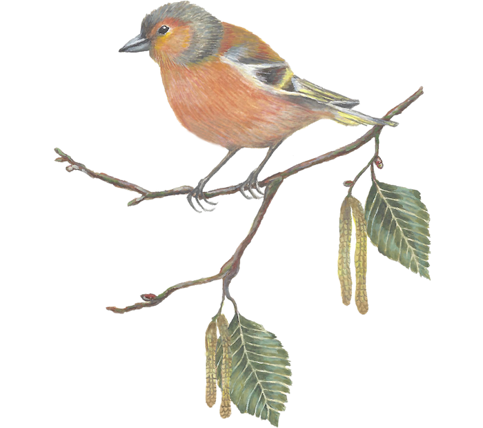 Watercolour illustration of a chaffinch bird with orange and brown feathers perched on a branch with hanging catkins