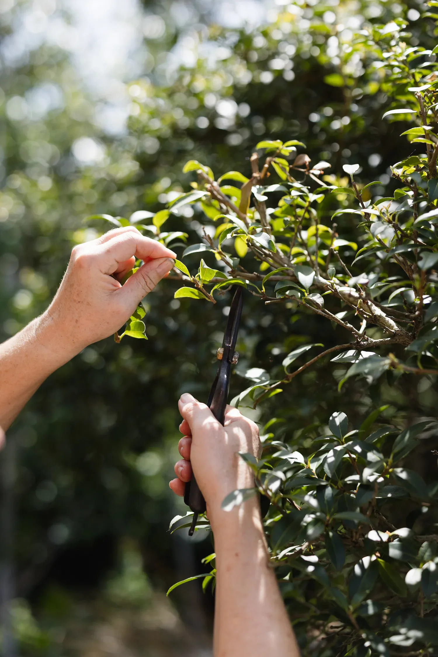 Hands carefully pruning vibrant green garden foliage with secateurs during a site visit for Gardens by Design