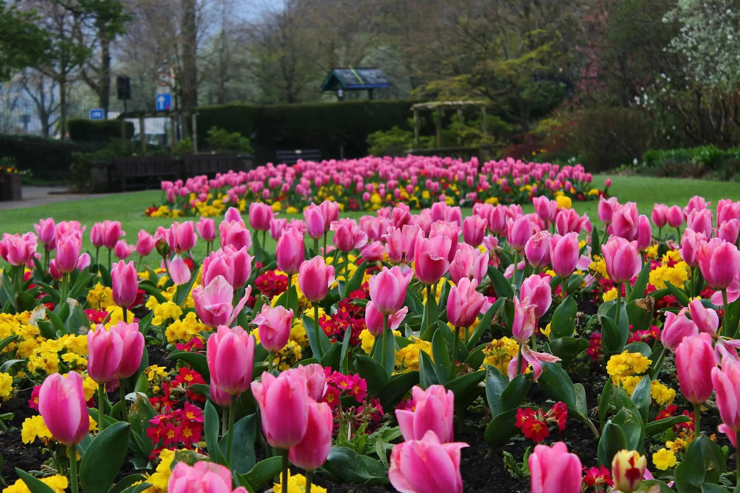 Large flowerbeds of pink tulips and yellow and red primroses in a lush green public garden during a bright spring day