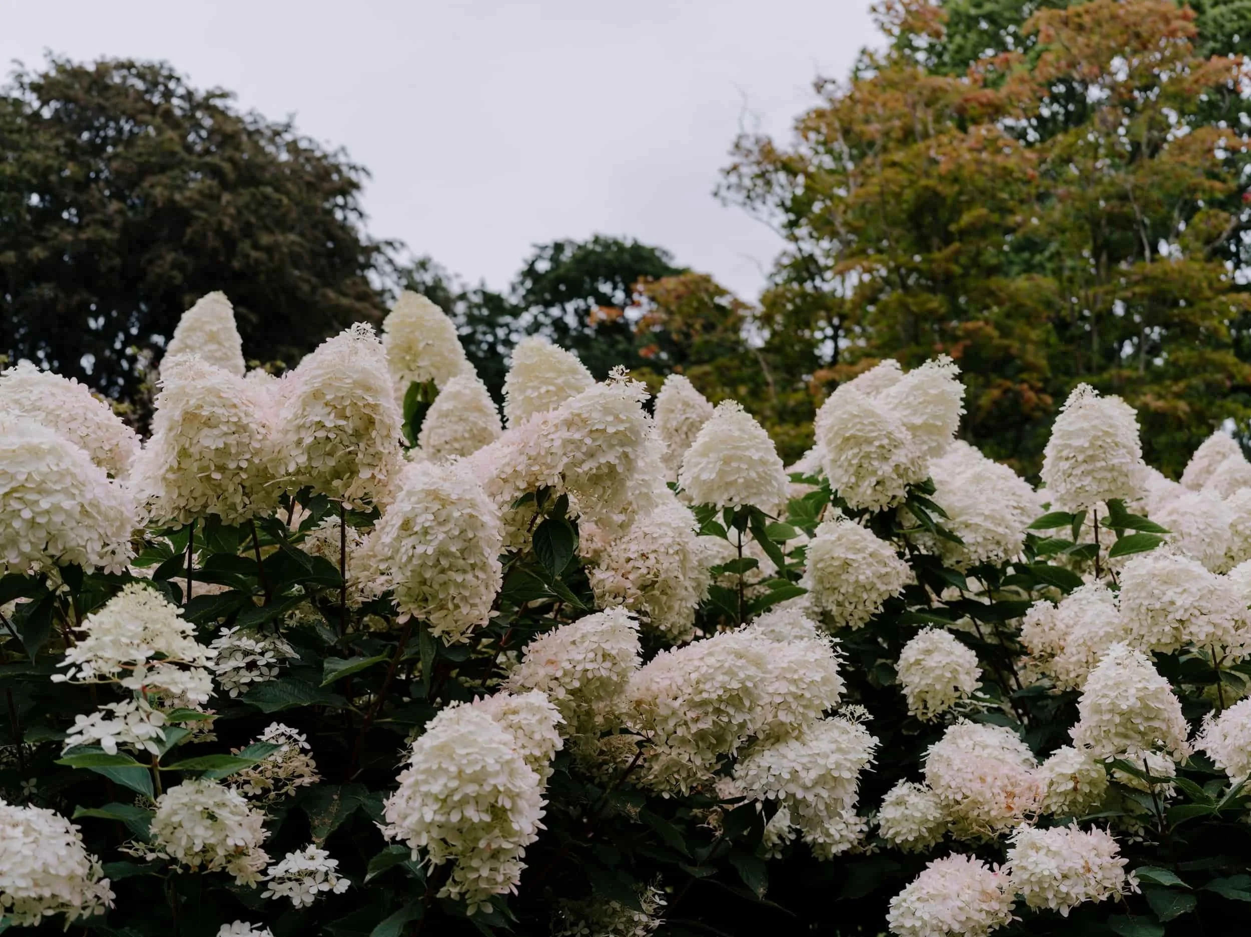 Large cluster of white hydrangea paniculata flowers blooming in a lush green garden under a pale overcast summer sky