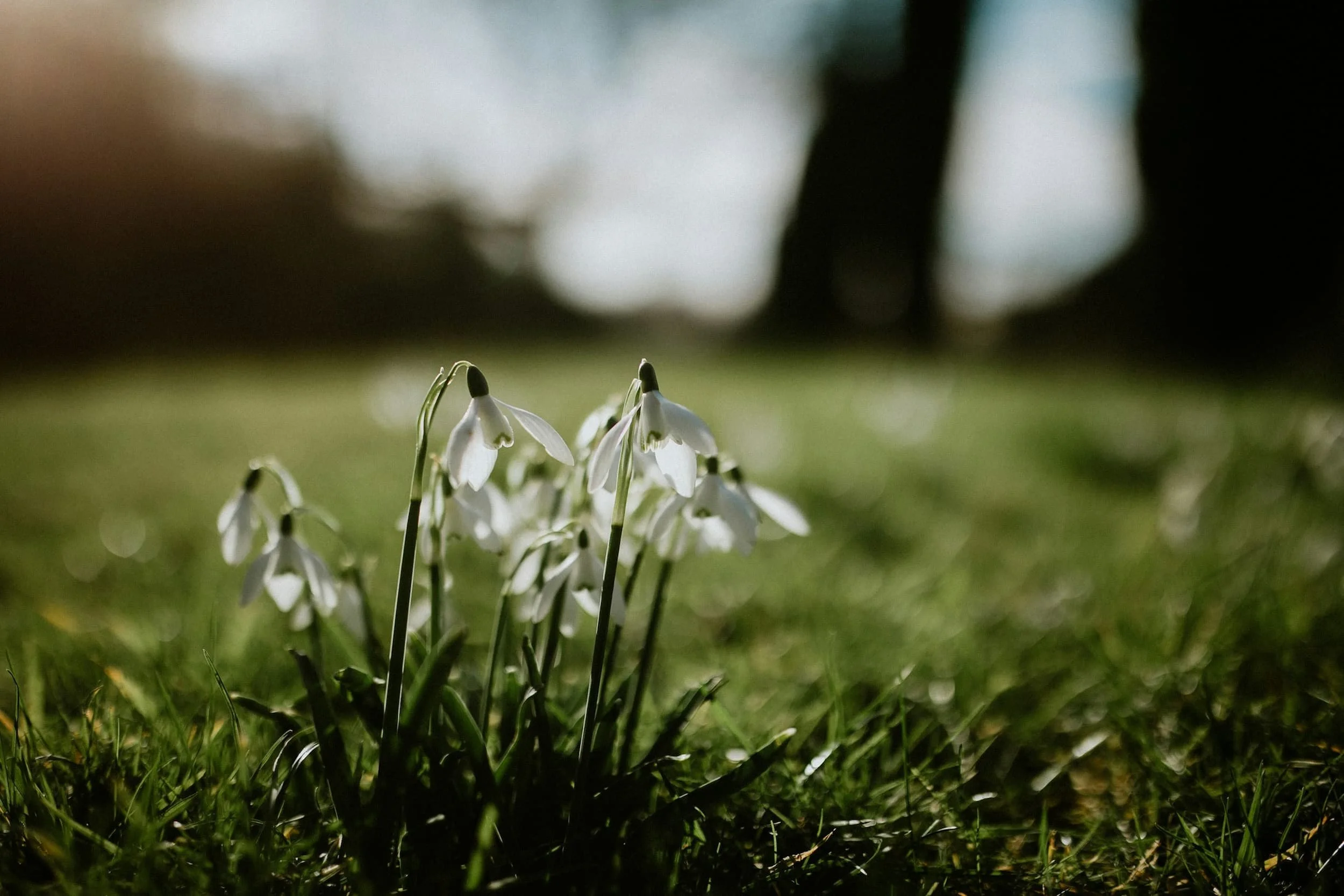 Close up of white snowdrops blooming in a sunlit green field with a soft bokeh background of trees in the spring sunshine