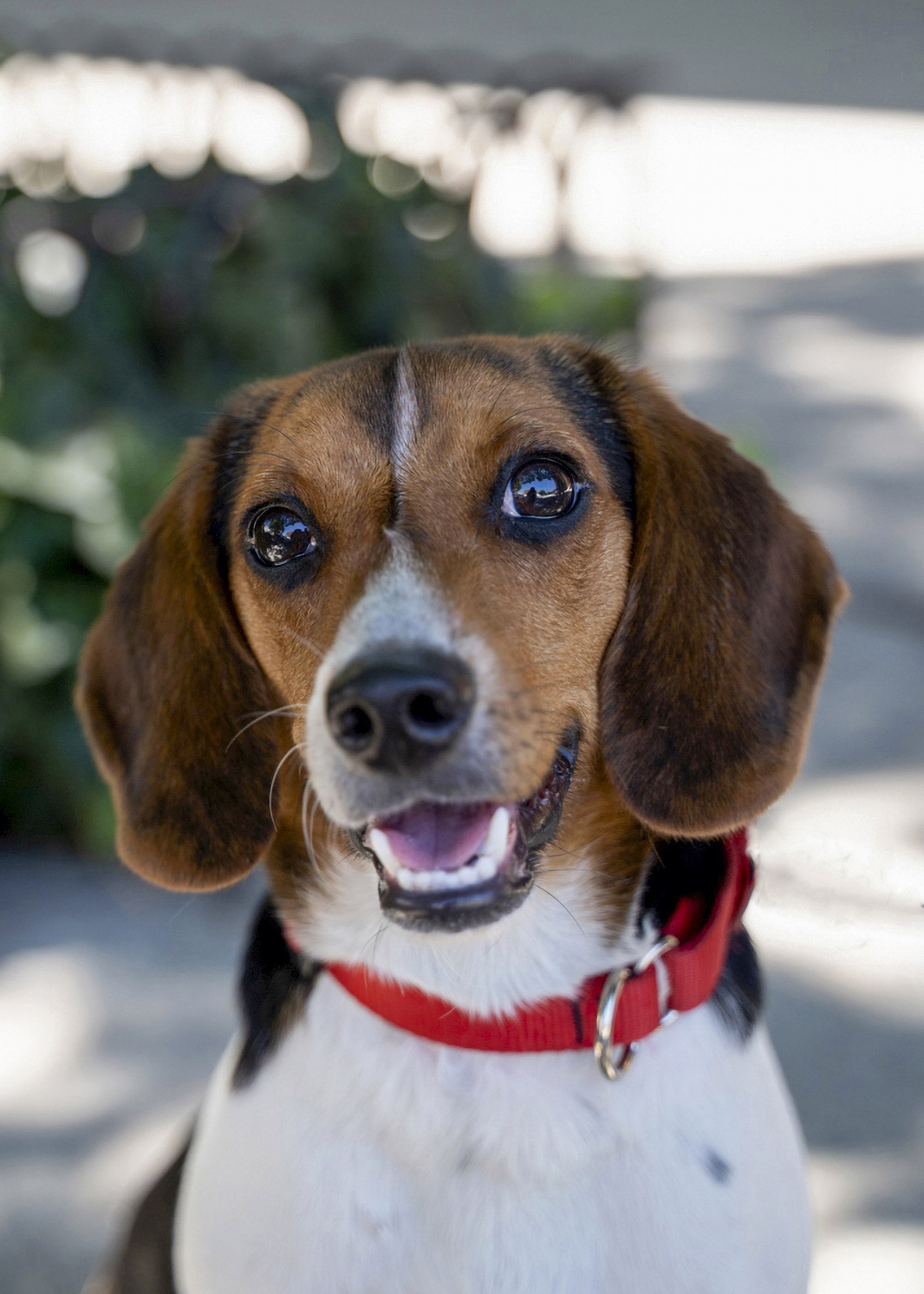 SEAN_SQ_BEAGLE_CROP_LR_DOG_1_WEB_VCLOSELW_190524_SONY-8 copy.jpg