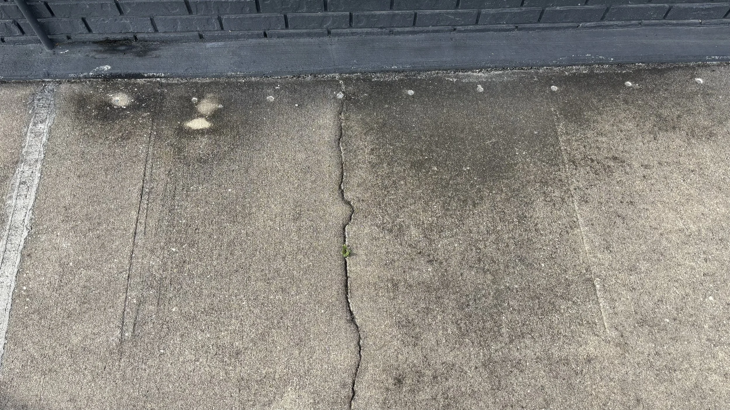 Cracked concrete sidewalk with small green plant growing in the crack, next to a black metal fence.