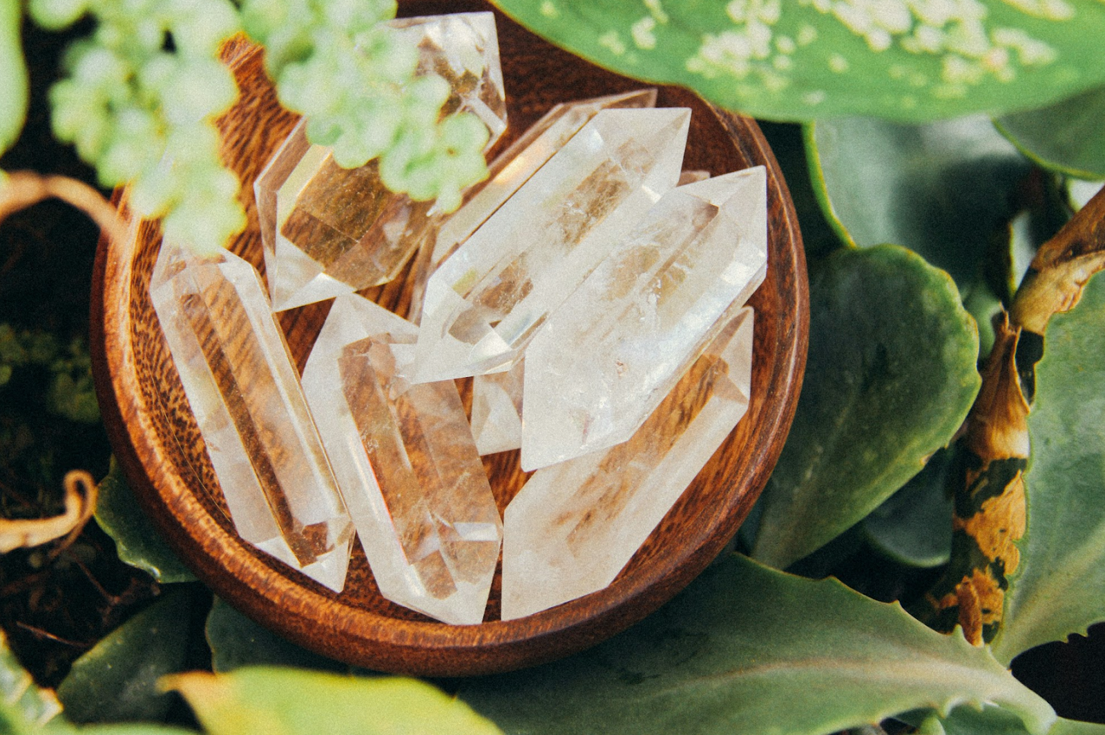 Clear quartz crystals in a wooden bowl surrounded by green leaves.