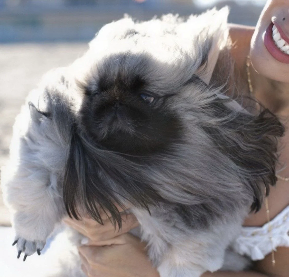 Person holding two fluffy puppies, one black and one white, outdoors with water in the background.