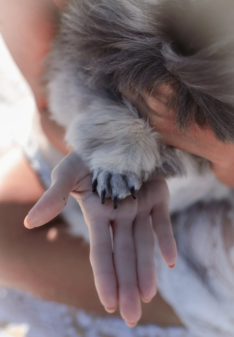 Close-up of a person's hand holding a paw of a fluffy gray dog or wolf, showing sharp black claws, with the person's face partly visible, resting on the dog's head.