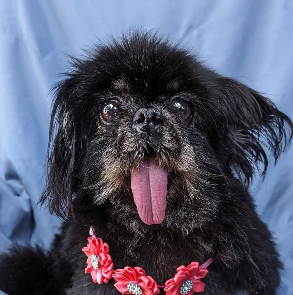 A small black dog with long fur, tongue out, wearing a pink floral collar with rhinestones, against a blue background.