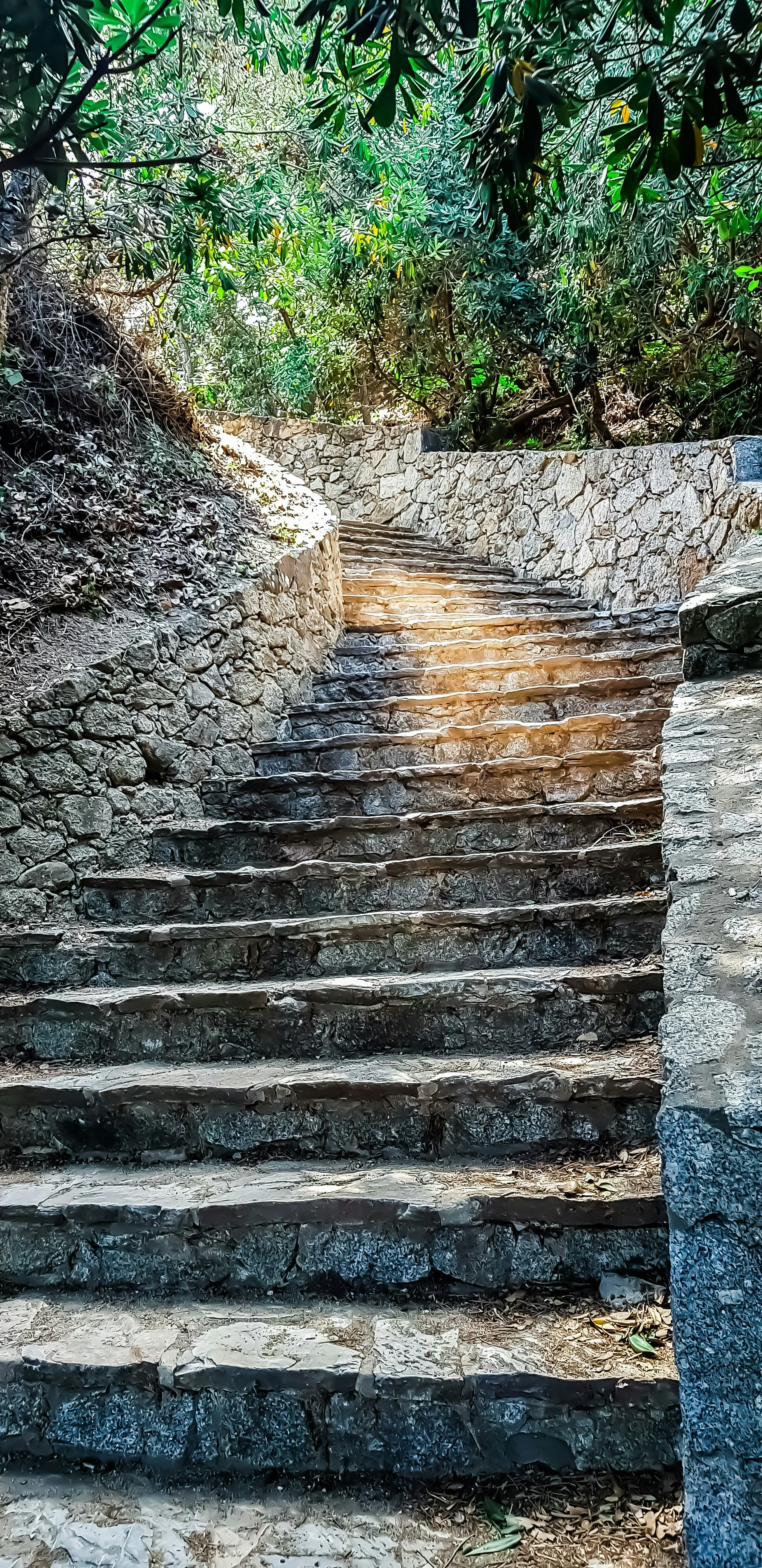 Stone steps ascending through a lush, green forest with sunlight filtering through the leaves.