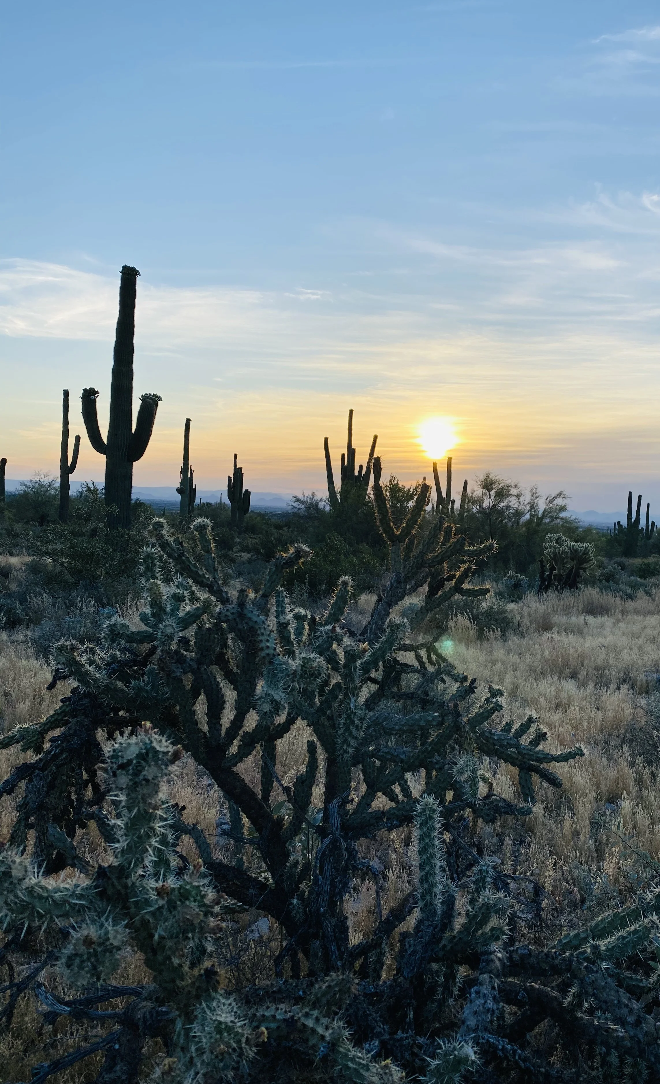 Desert landscape at sunset with tall cacti and dry vegetation.