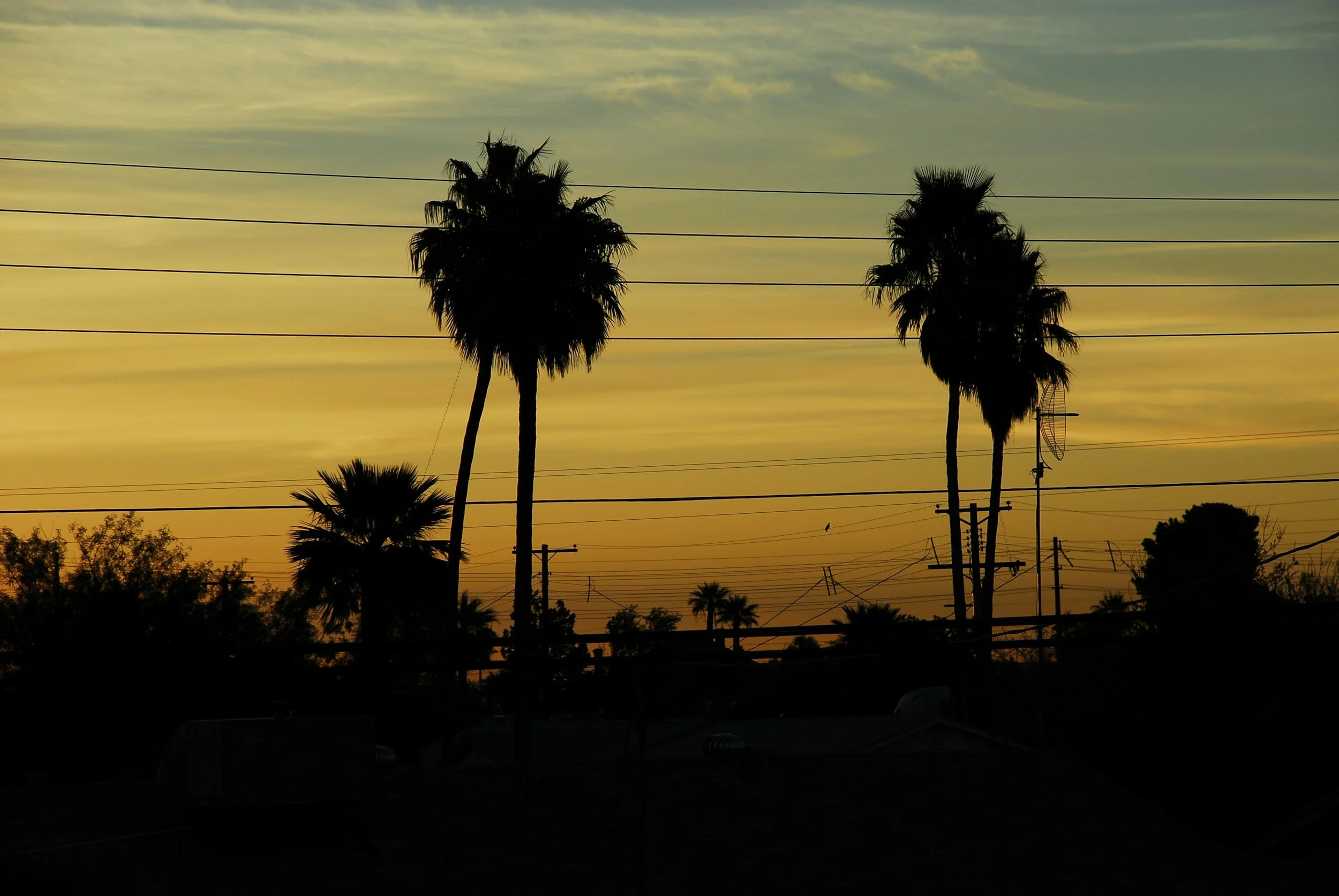 Silhouettes of palm trees and power lines against a sunset sky with hues of yellow and orange.