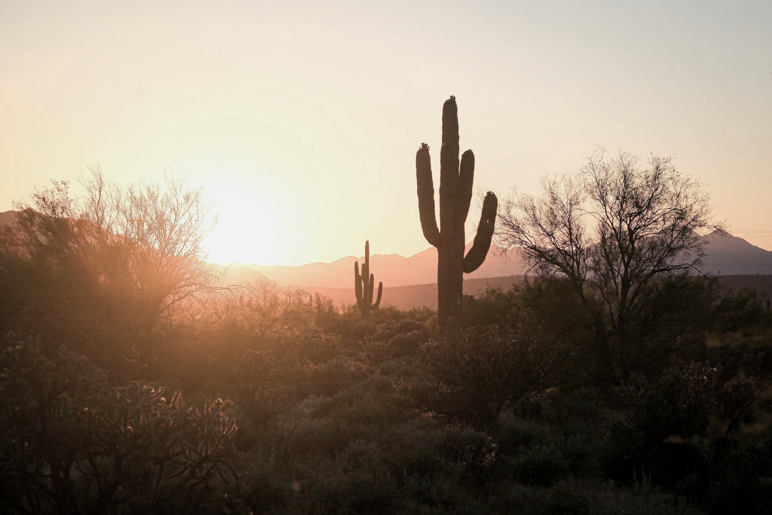 Desert landscape during sunset with large cactus and leafless trees.