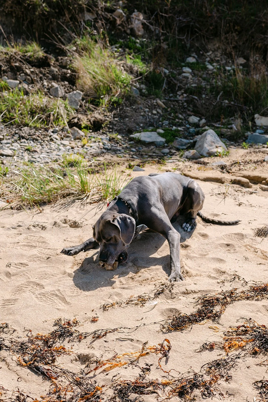 a great dane playing in the sand