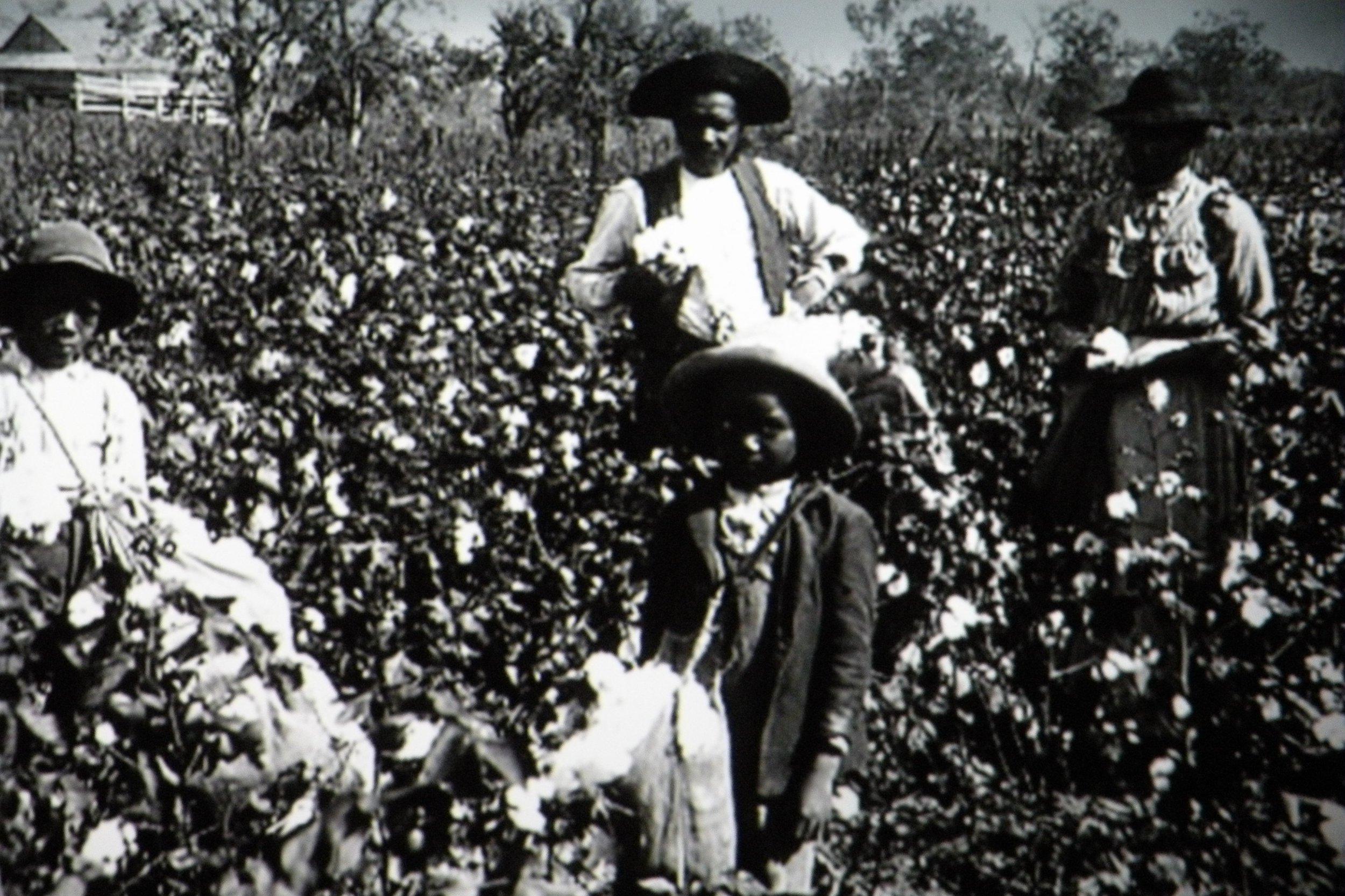 Historical black-and-white photo of people in a cotton field, some wearing wide-brimmed hats. Two women are standing on the right, and two children are in the foreground amidst cotton plants.