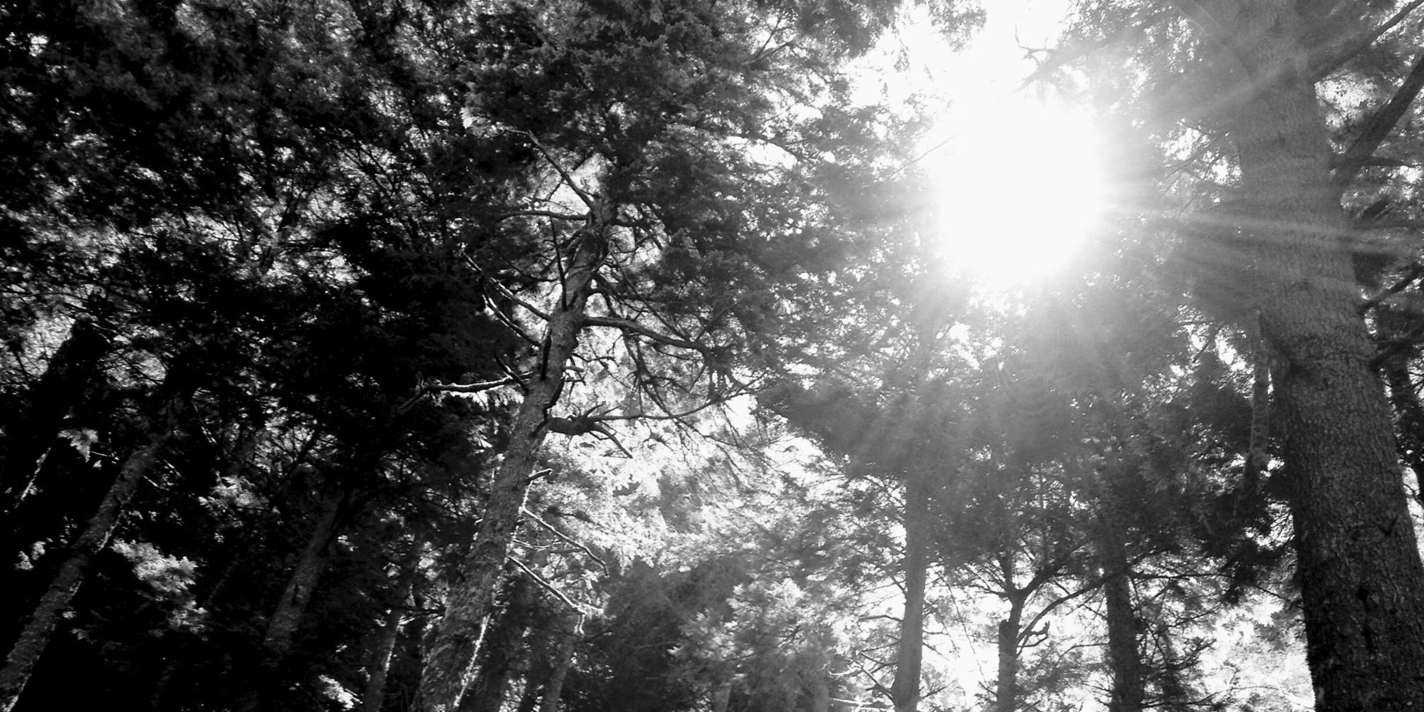 Sunlight streaming through tall trees in a forest, black-and-white photograph with bright sun and dense canopy.