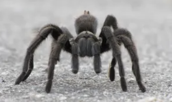 60) Jordan Peterson, Part 5: The Perfect House Problem; Subsection 3 - Jordan's Tarantulas