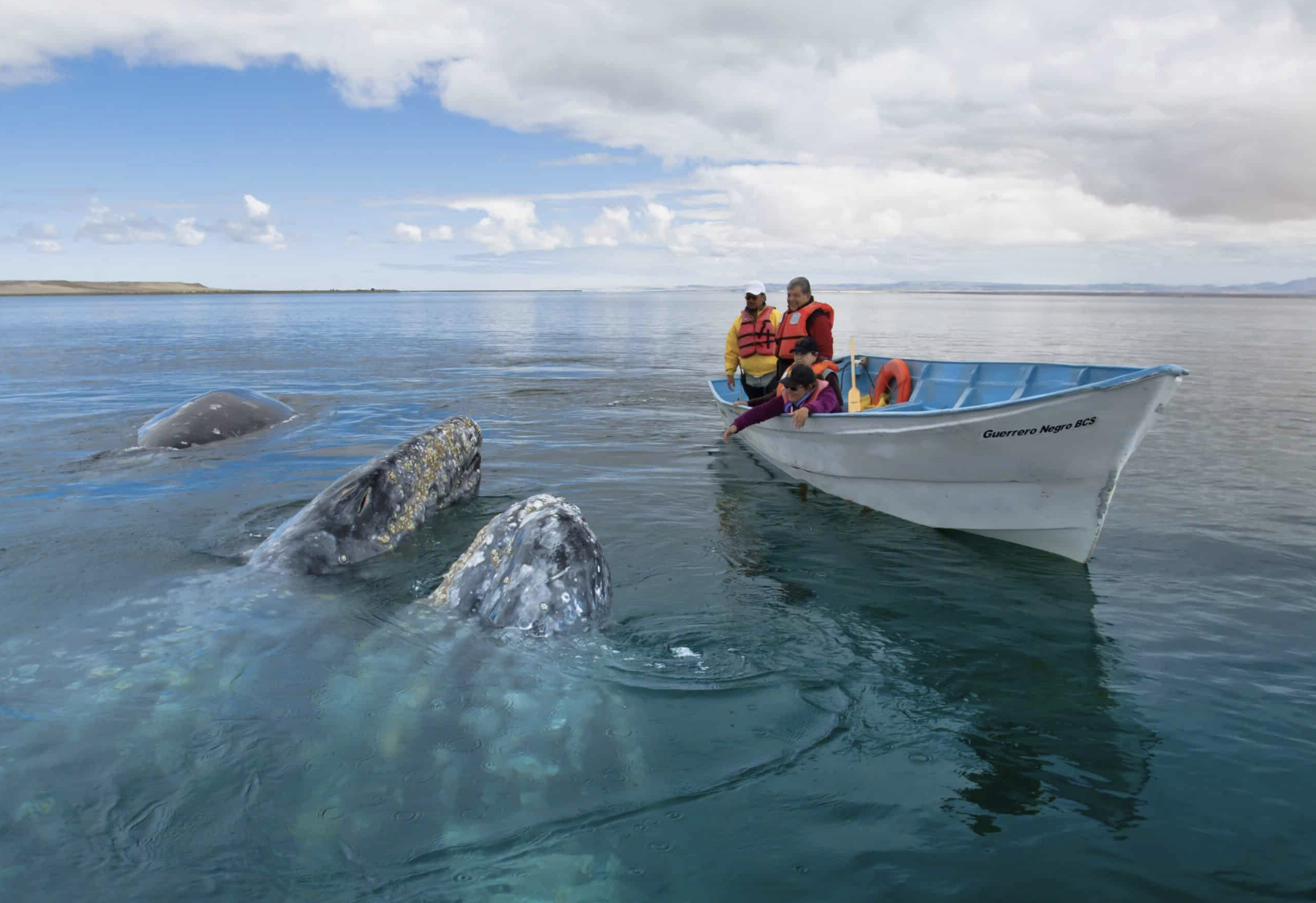 People in a small boat observing a gray whale with visible head and pectoral fins swimming near the surface in calm water under partly cloudy sky.
