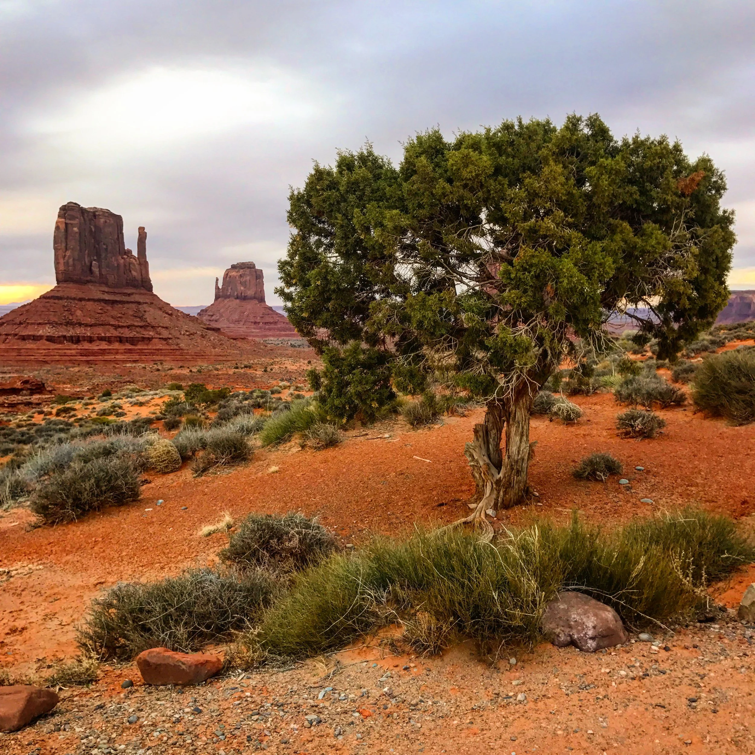 A desert landscape with red sand, sparse shrubbery, and a prominent green tree in the foreground. In the background, there are two large, flat-topped rock formations under a cloudy sky.