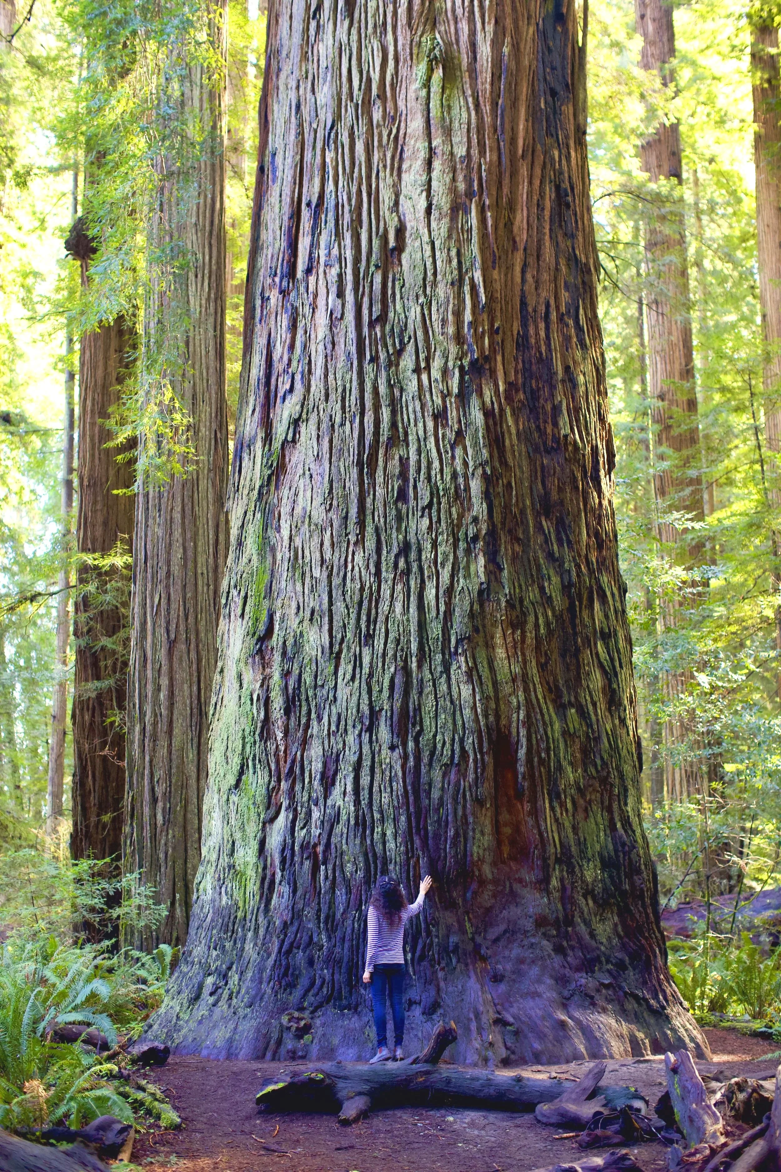 A person touches a gigantic redwood tree in a dense forest.