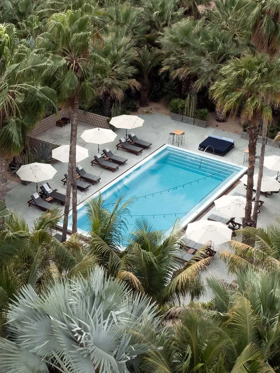 A swimming pool surrounded by lounge chairs with umbrellas and tropical palm trees.