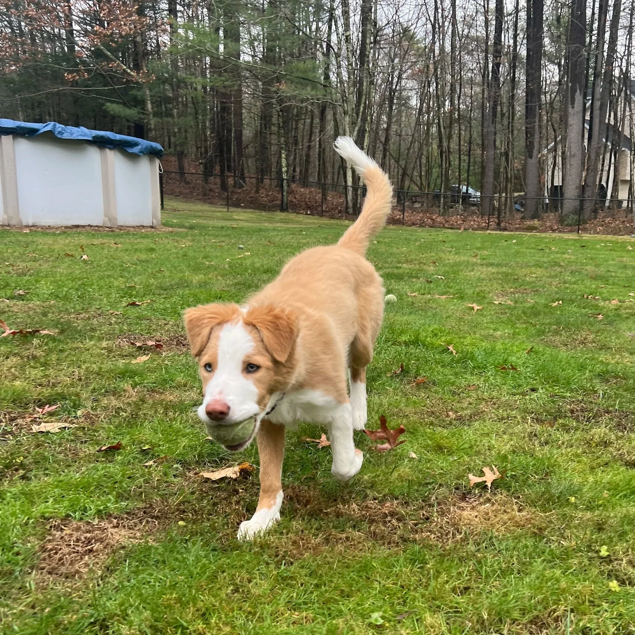 Fable the dog carrying a ball