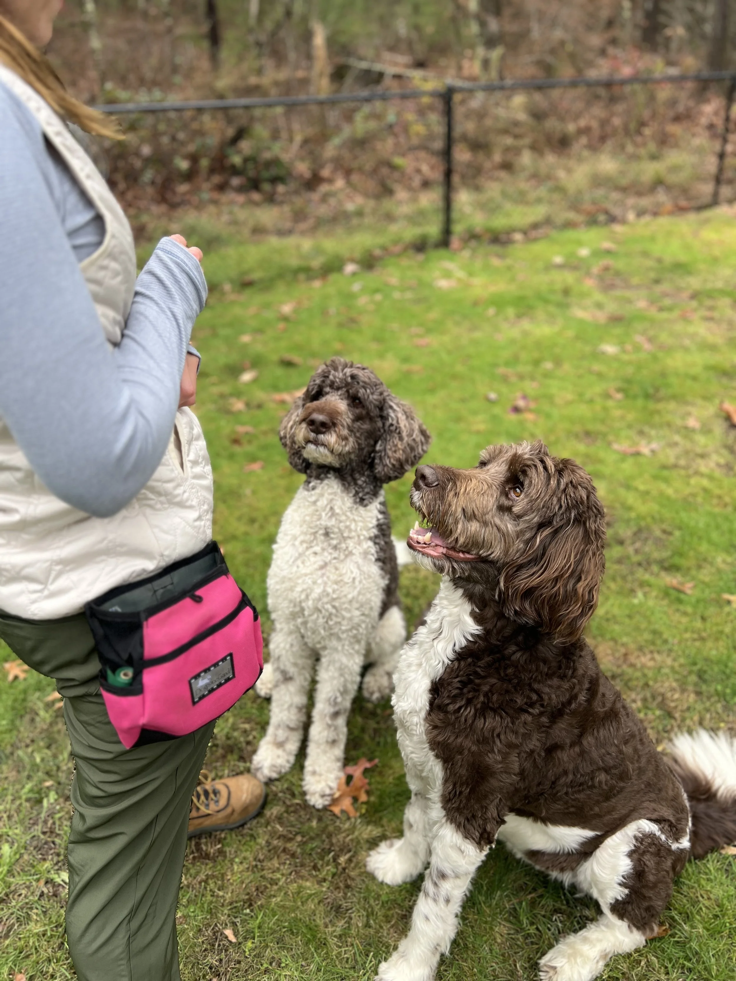 Cassie training two dogs to sit