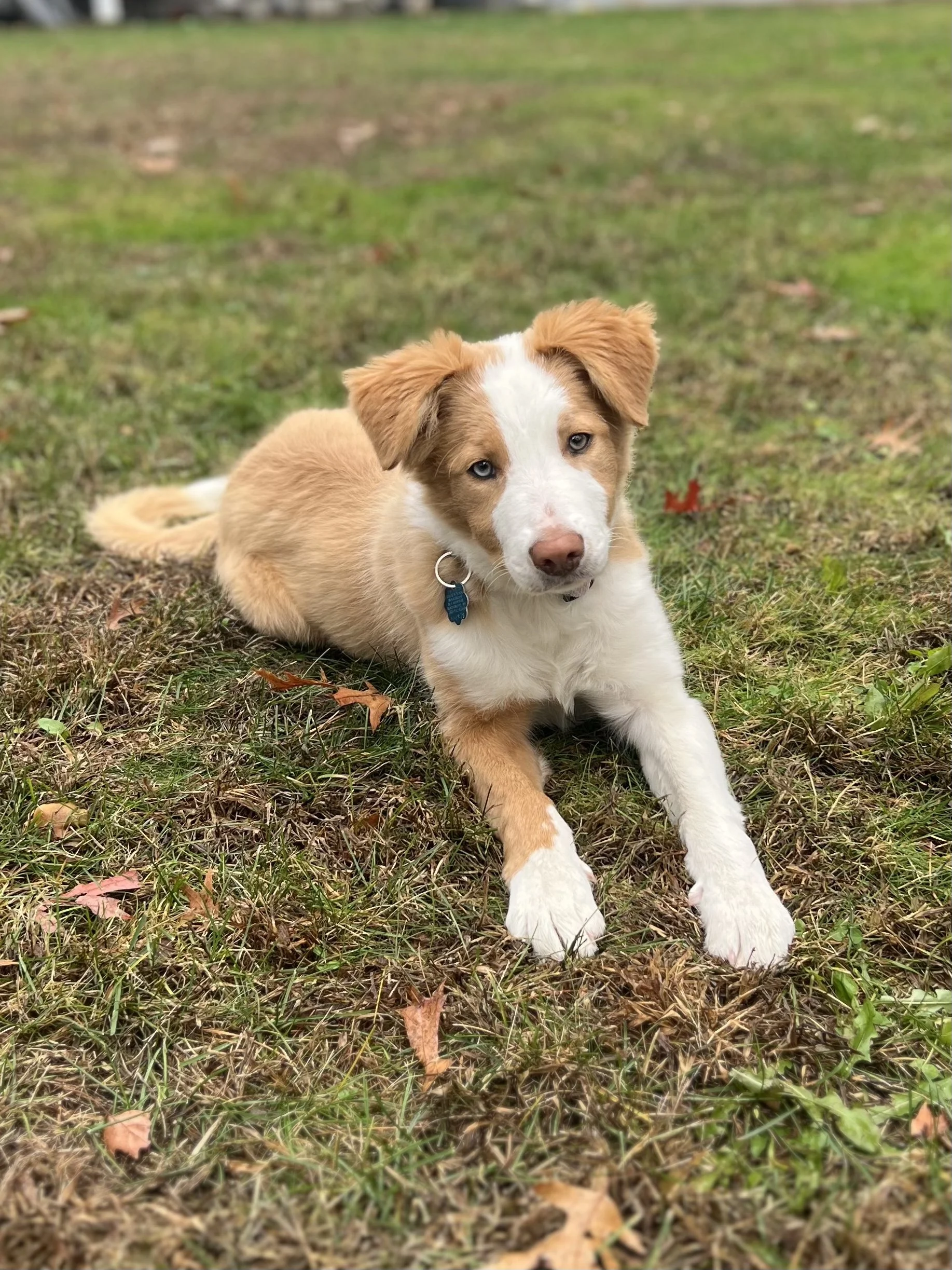 Cassie's pup Fable laying in the grass