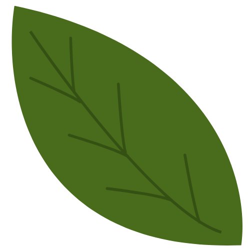 Close-up of a green leaf with visible veins.