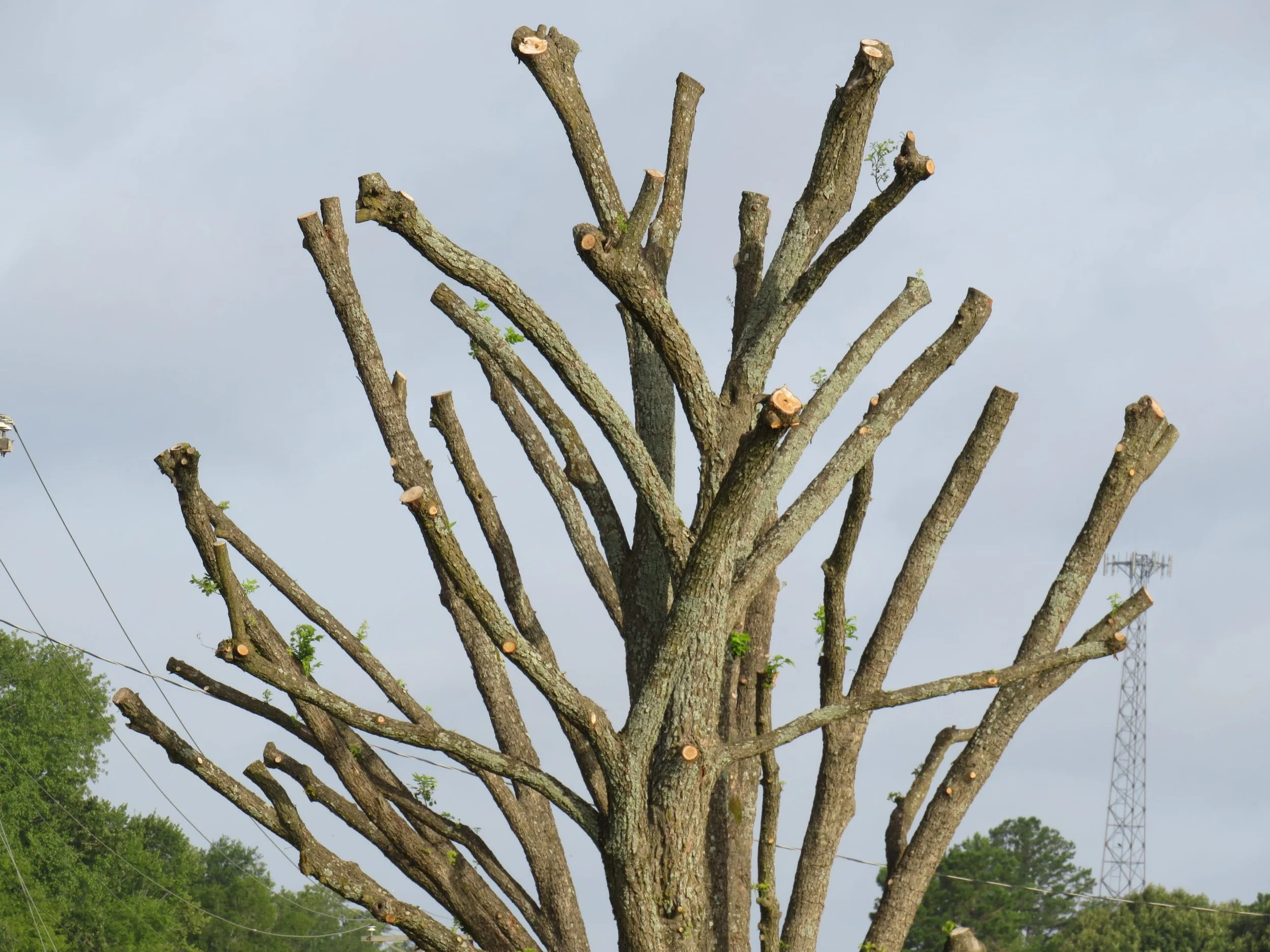 The Hidden Danger of Topping Your Trees