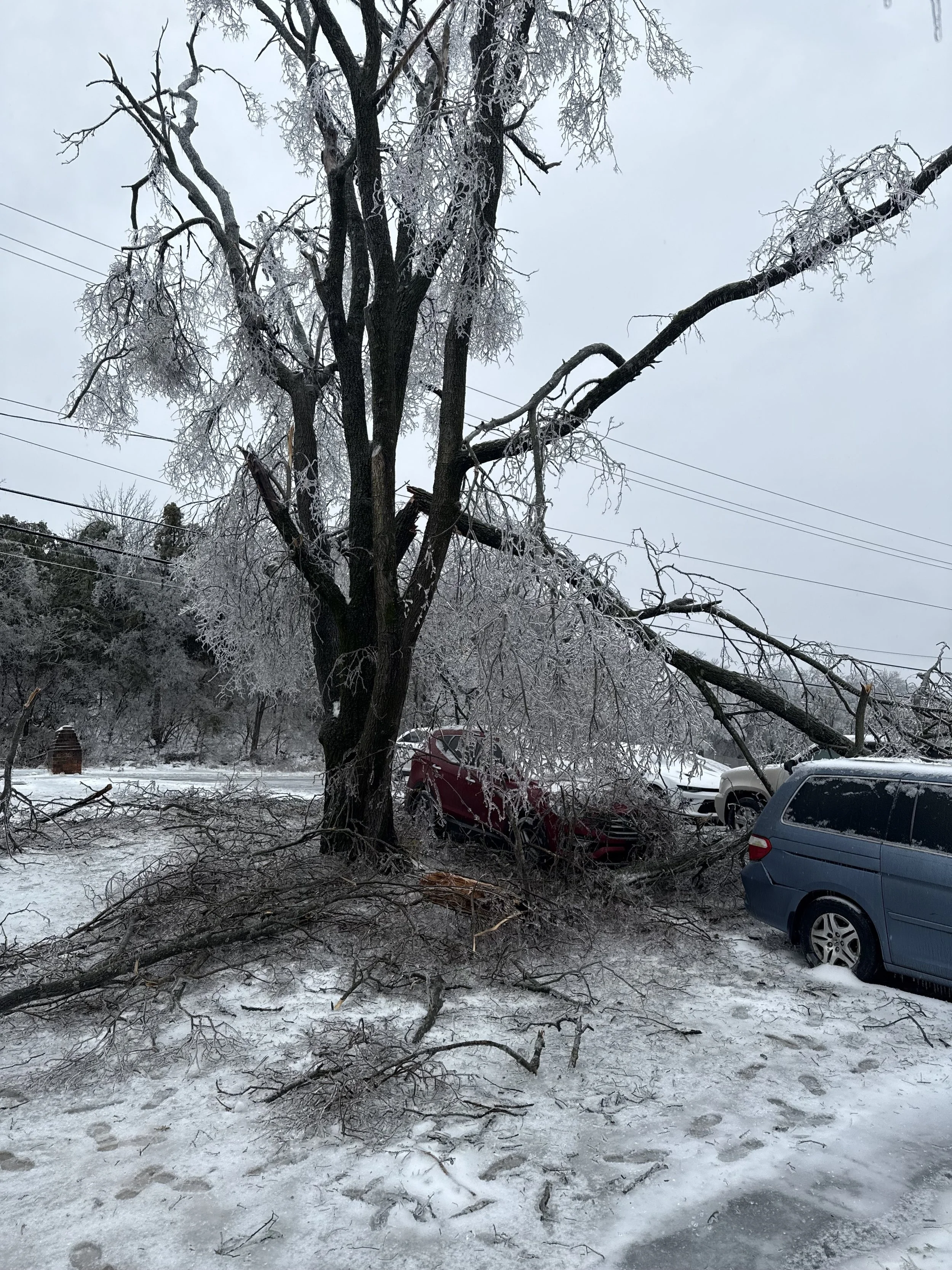 Included bark and the recent ice storm in Nashville