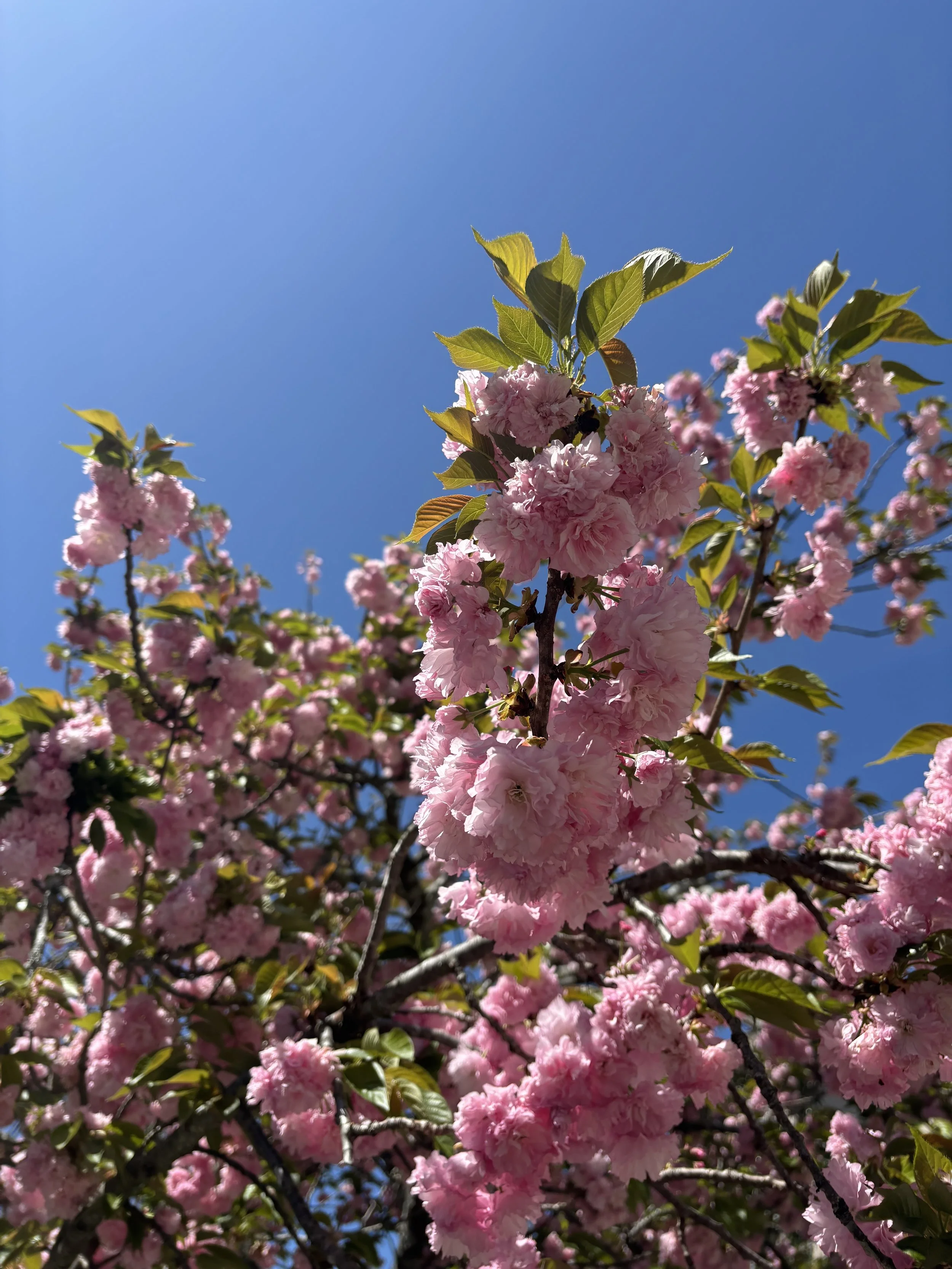 Spring Ornamental Tree Pruning in Nashville: What You Need to Know