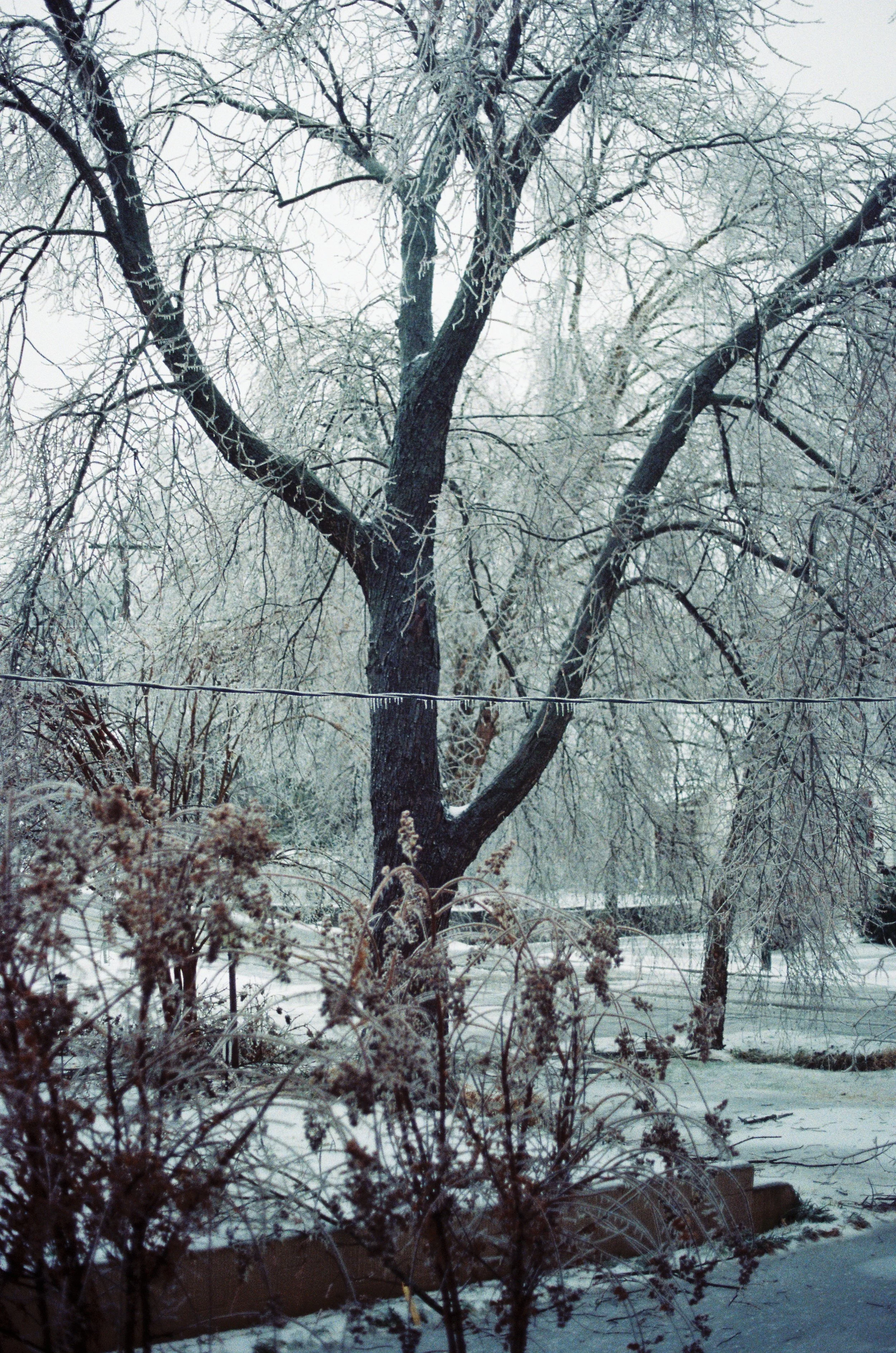 Restoration Pruning After Storm Damage: How to Save and Strengthen Your Trees