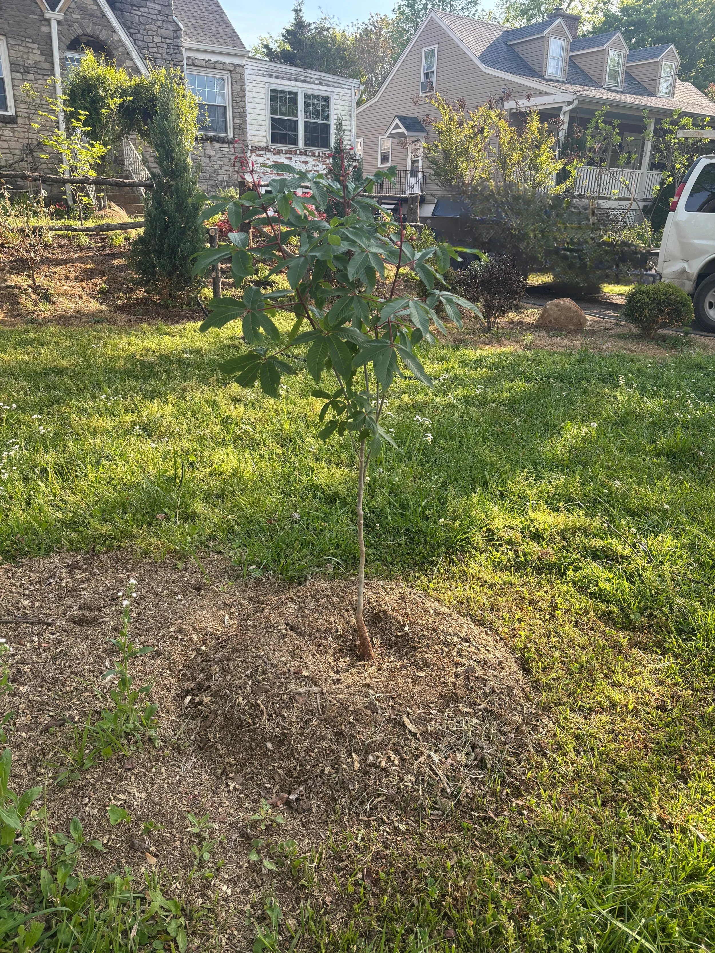 The Importance of Mulch for Trees and Gardens (And Why It Matters More Than You Think)